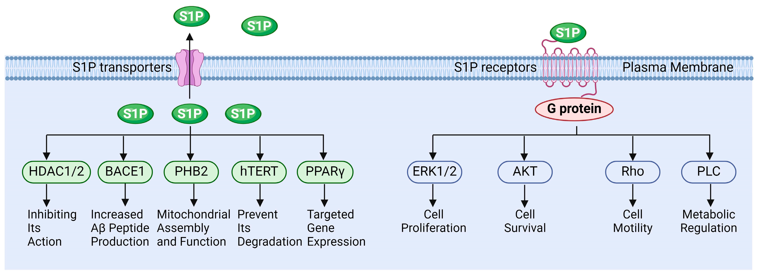 Antioxidants 13 01322 g003 Antioxidants 13 01322 g003