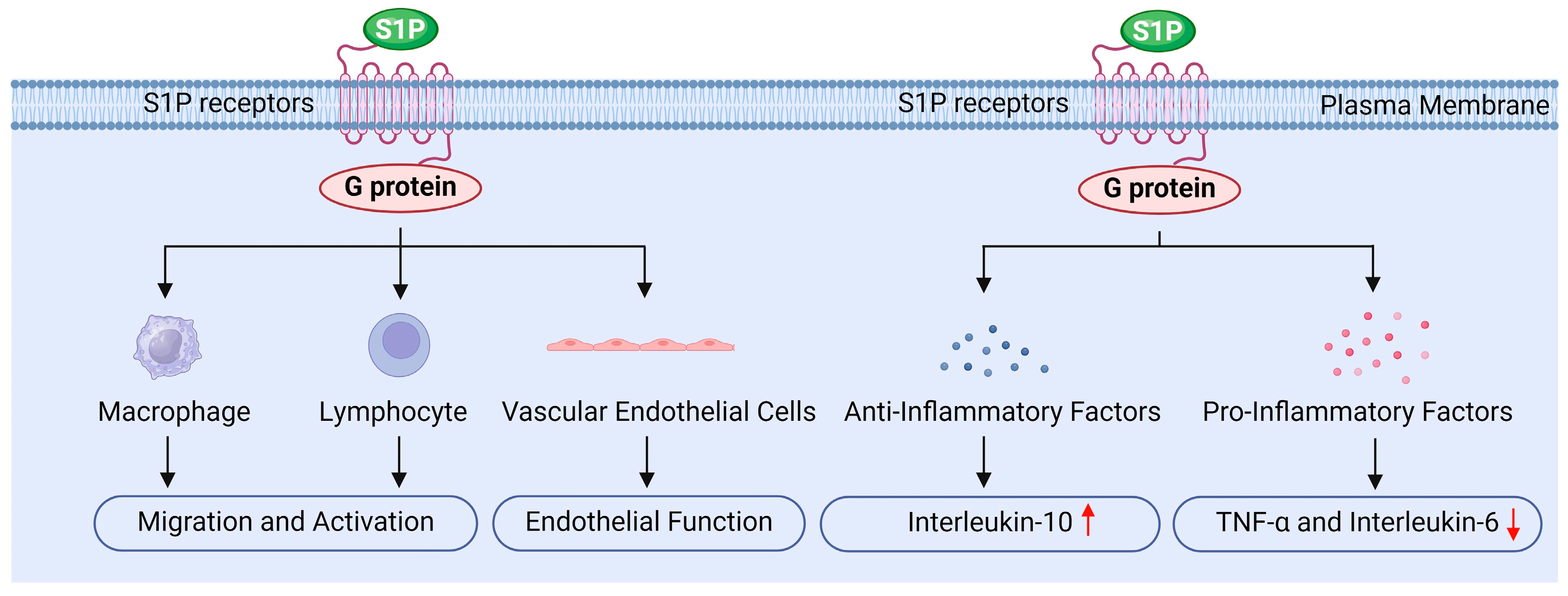 Antioxidants 13 01322 g006 Antioxidants 13 01322 g006