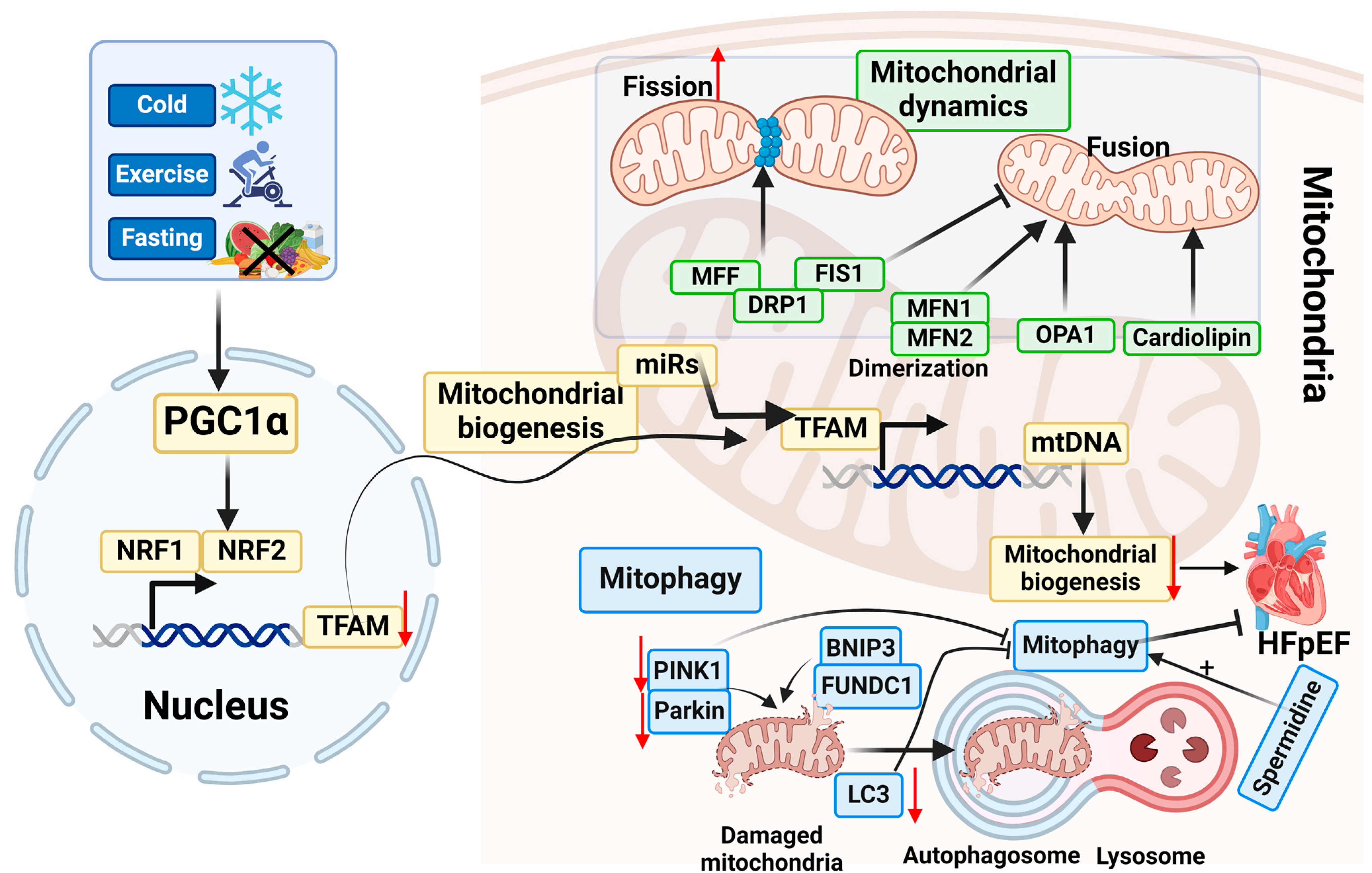 Antioxidants 13 01330 g004 Antioxidants 13 01330 g004