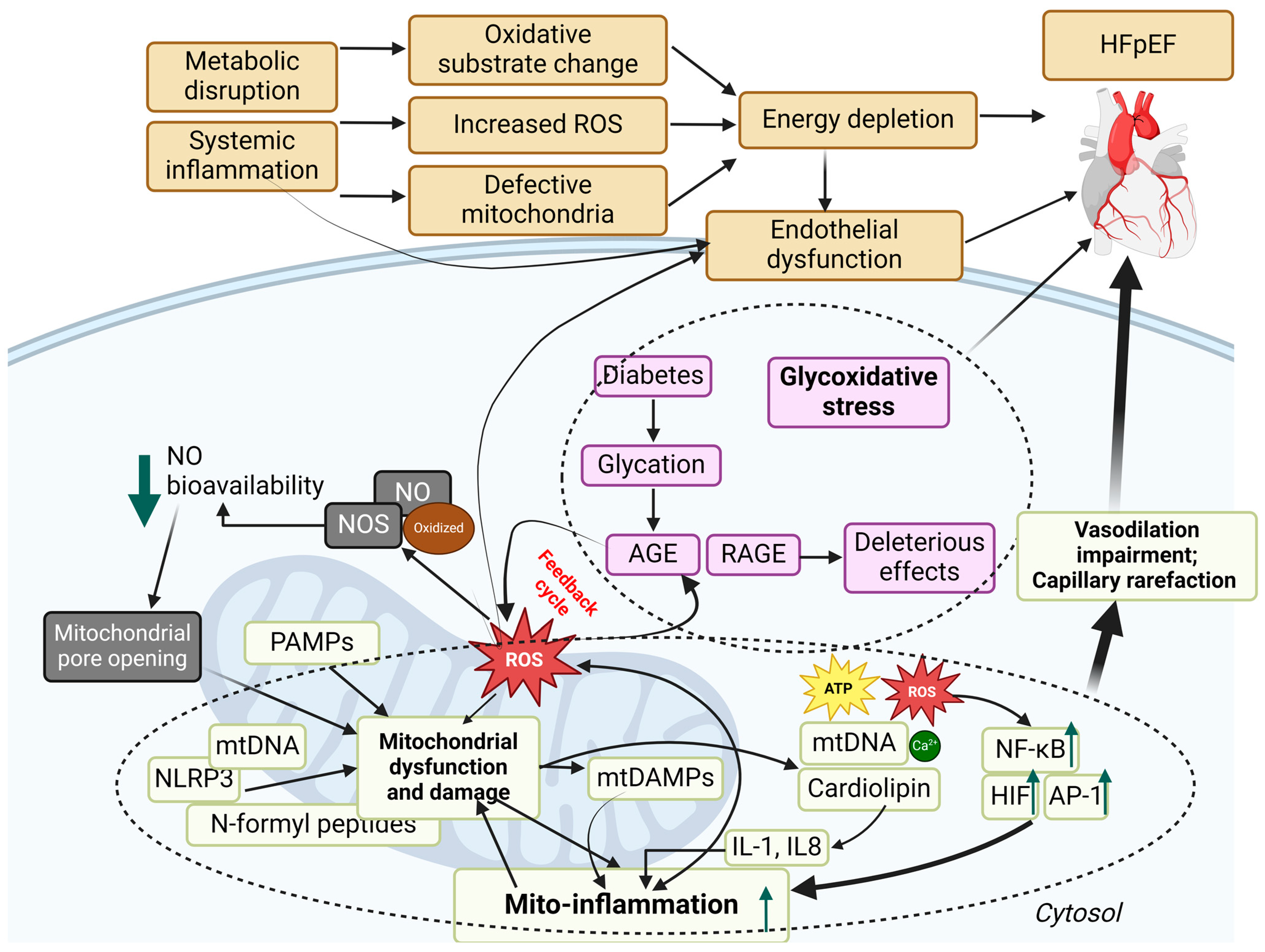 Antioxidants 13 01330 g007 Antioxidants 13 01330 g007