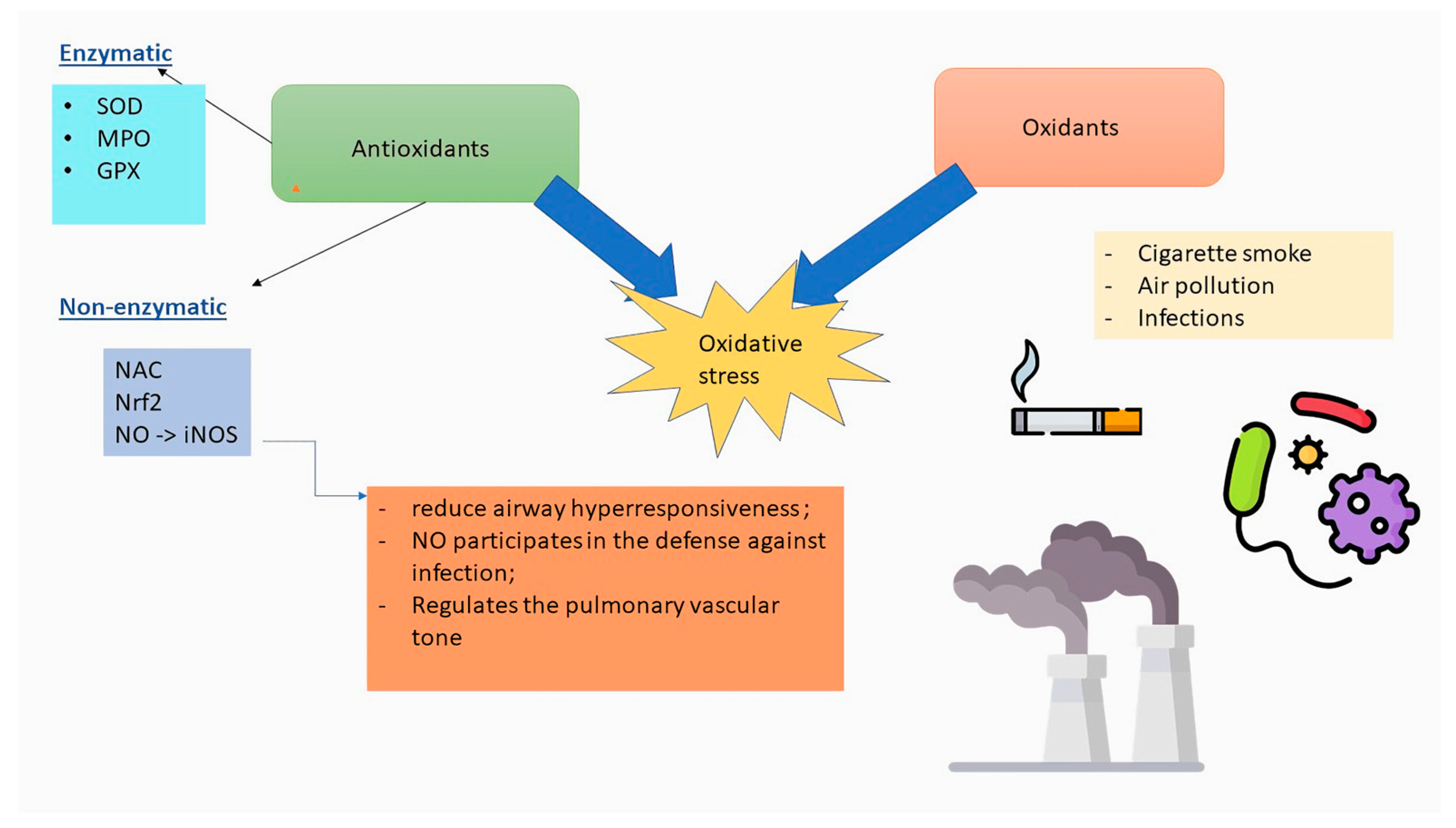 Antioxidants 13 01331 g001 Antioxidants 13 01331 g001
