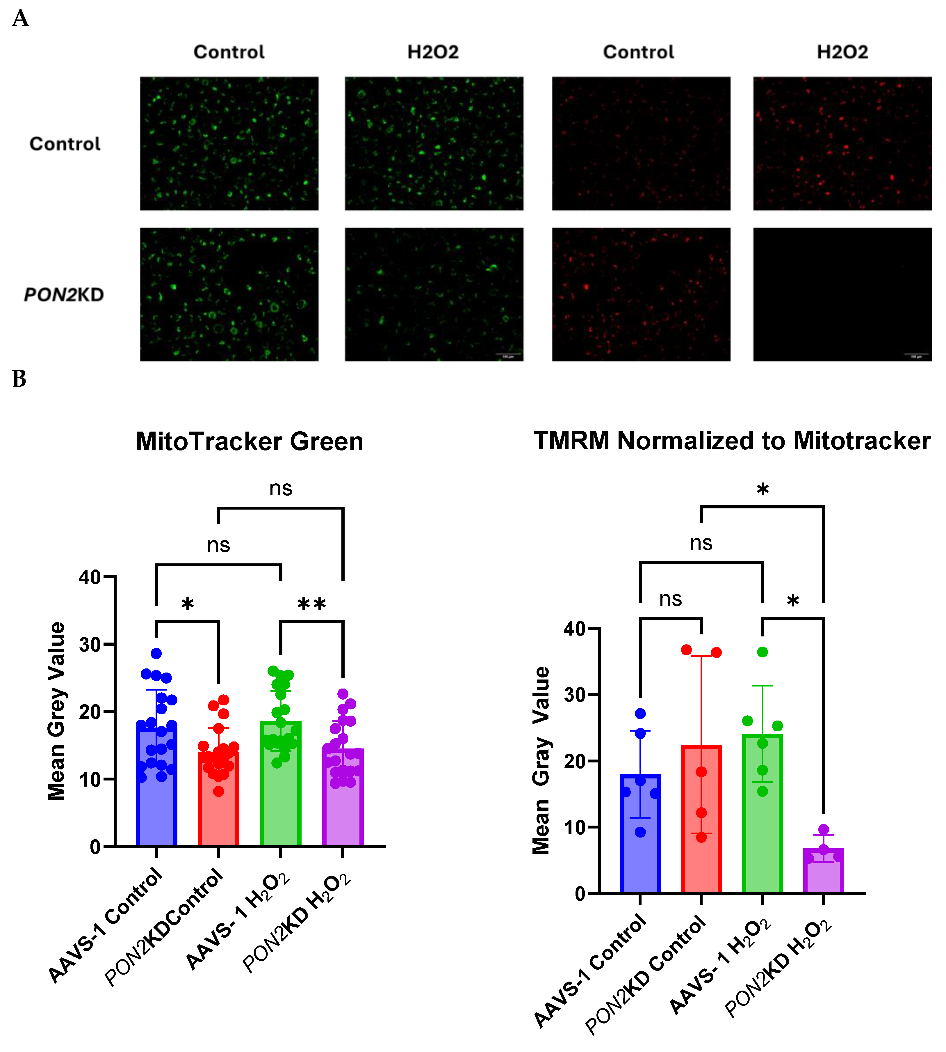 Antioxidants 13 01333 g007