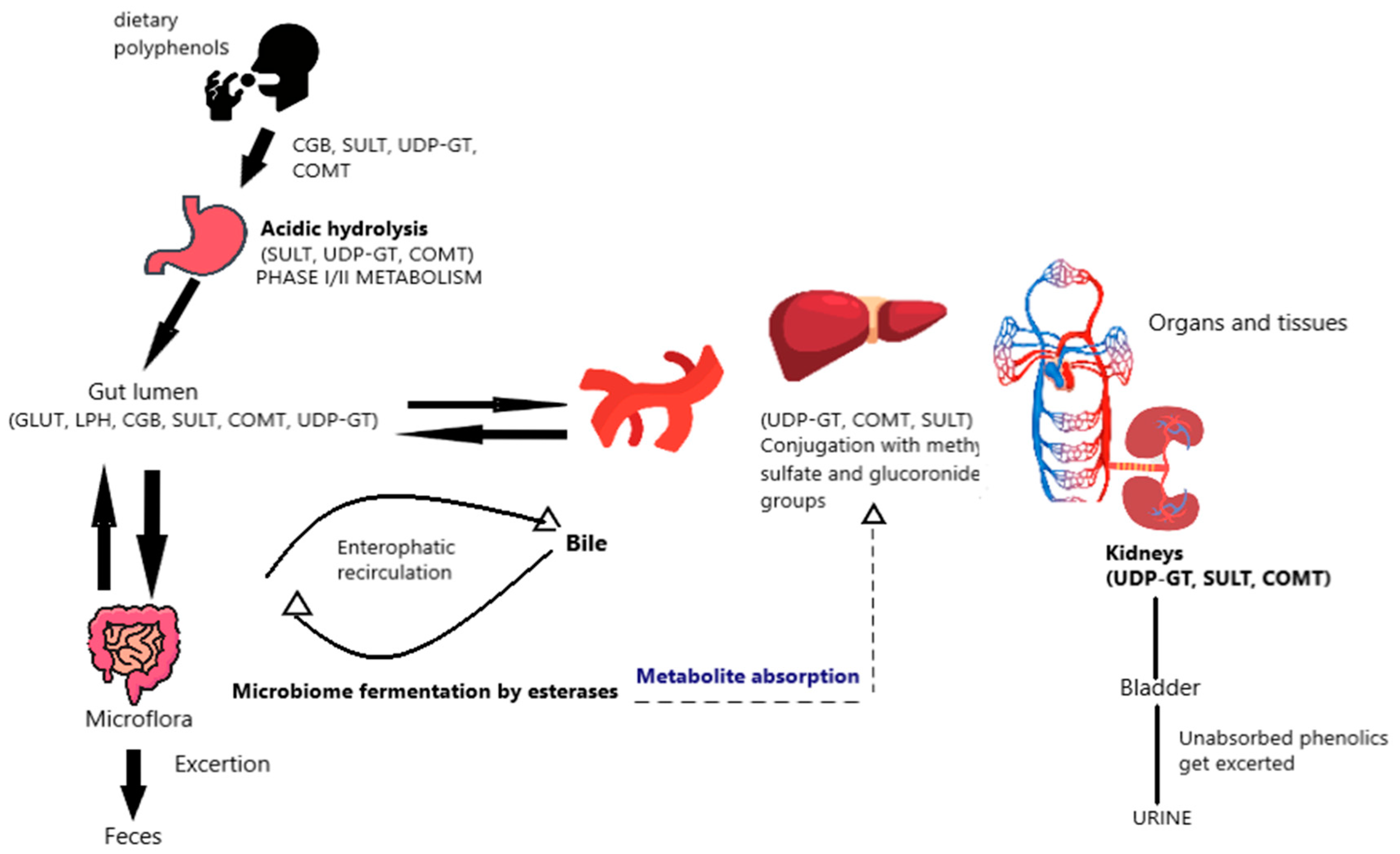 Antioxidants 13 01335 g001