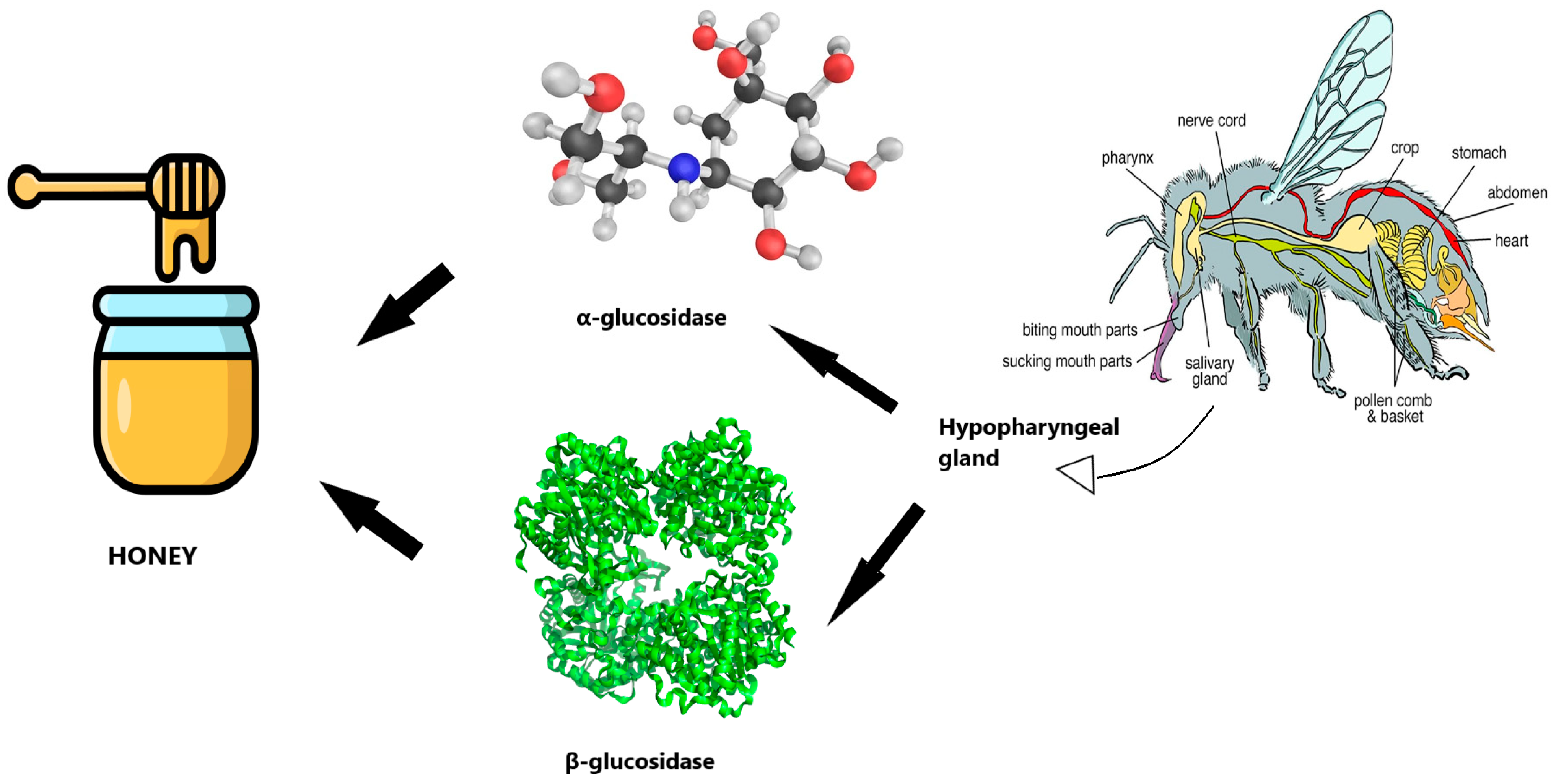 Antioxidants 13 01335 g003