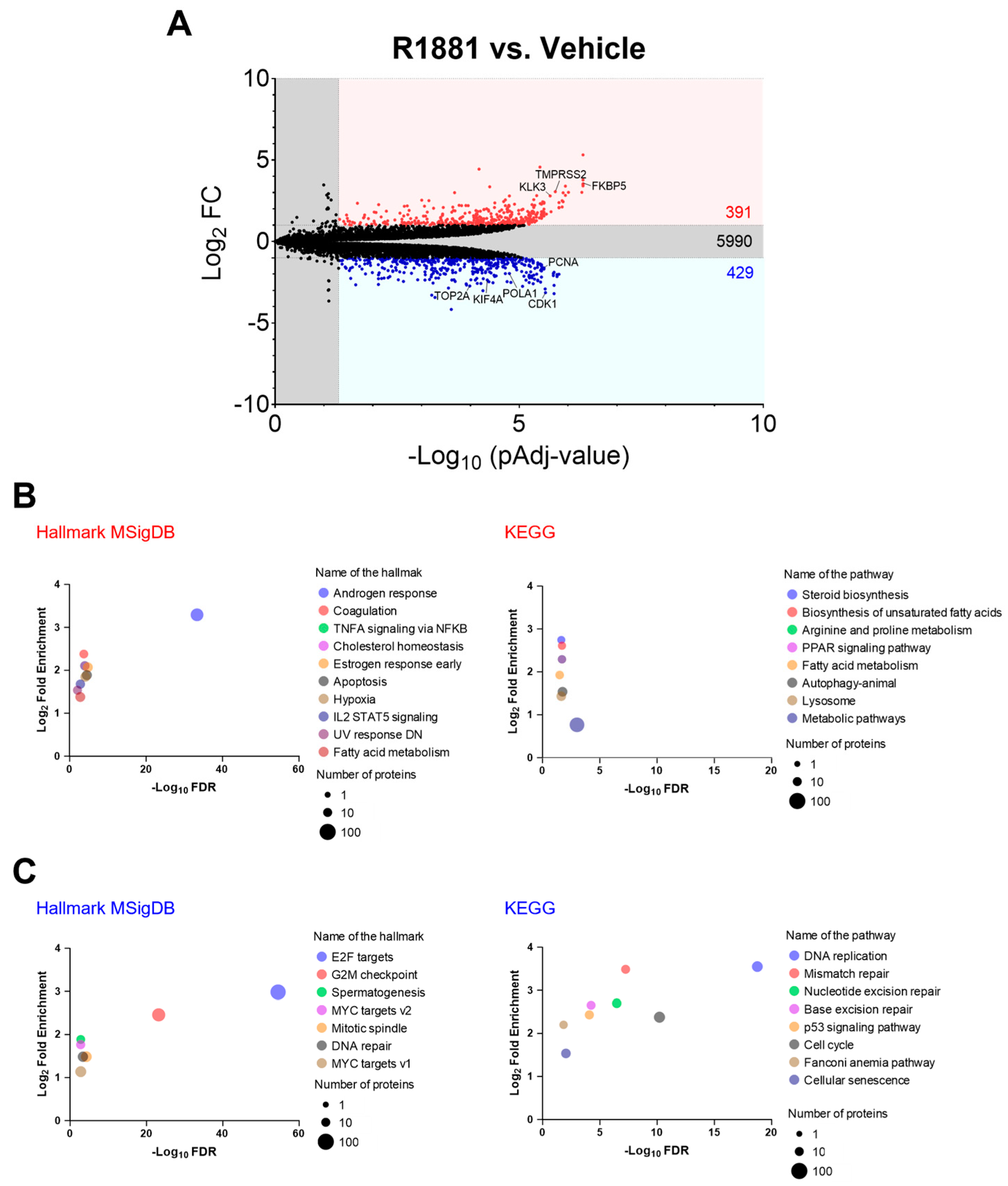 Antioxidants 13 01340 g010 Antioxidants 13 01340 g010