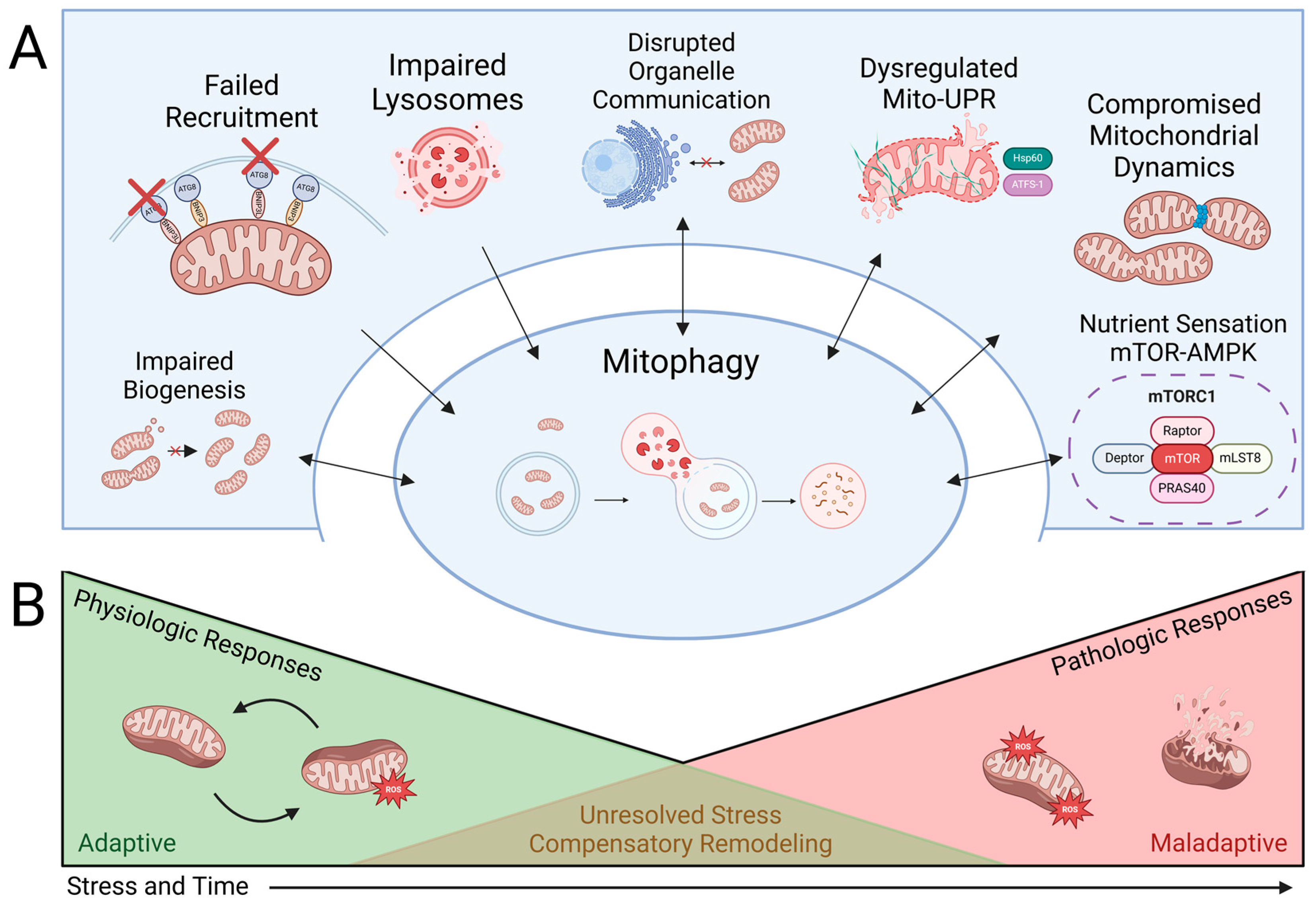 Antioxidants 13 01343 g003 Antioxidants 13 01343 g003
