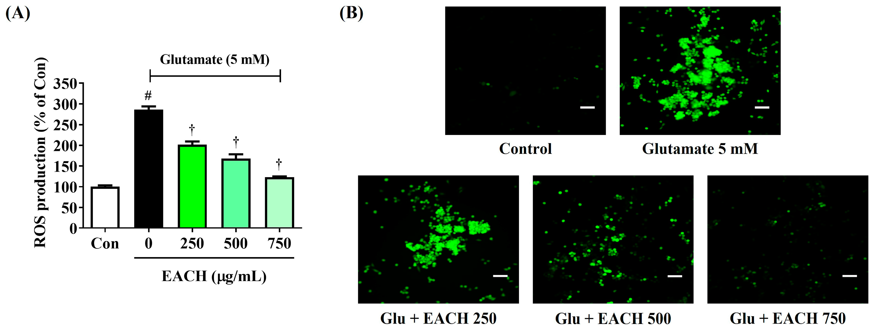 Antioxidants 13 01346 g004