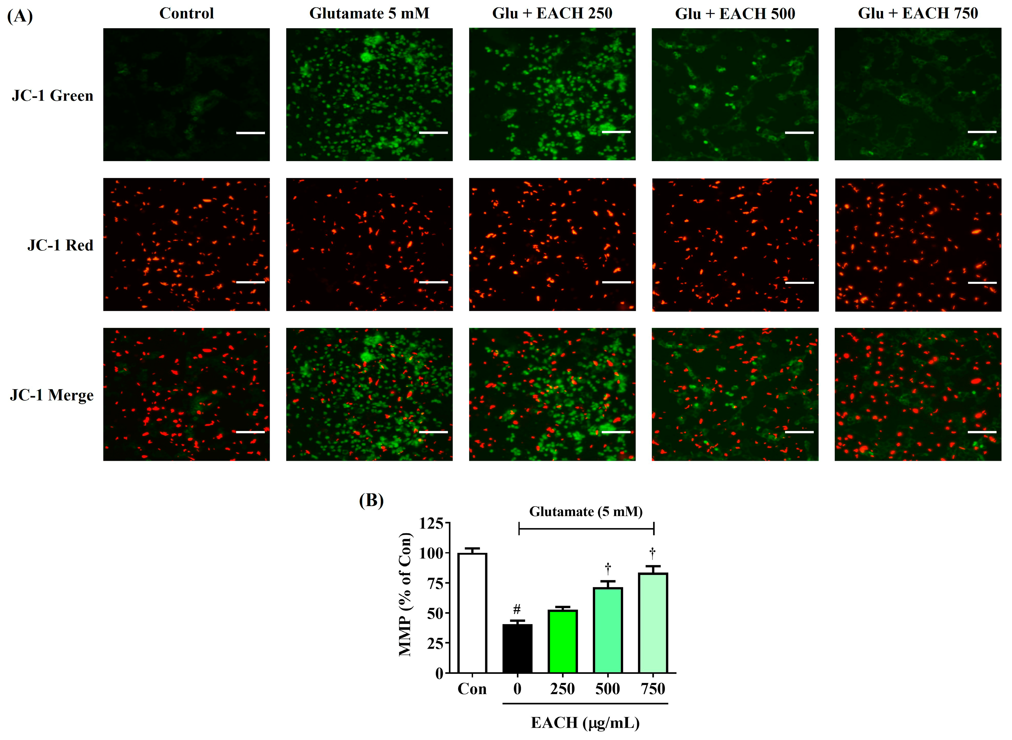 Antioxidants 13 01346 g005