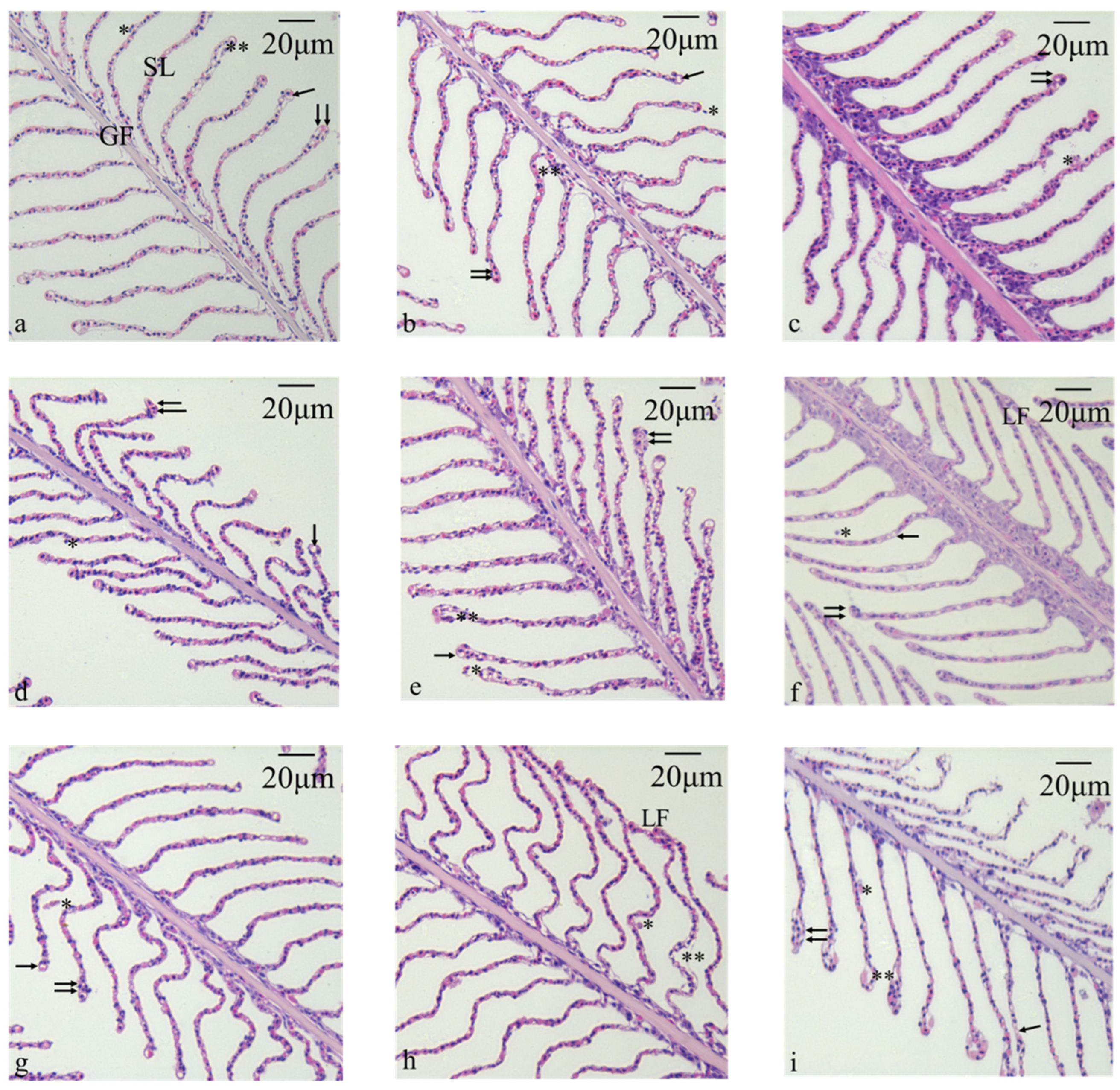 Antioxidants 13 01357 g001