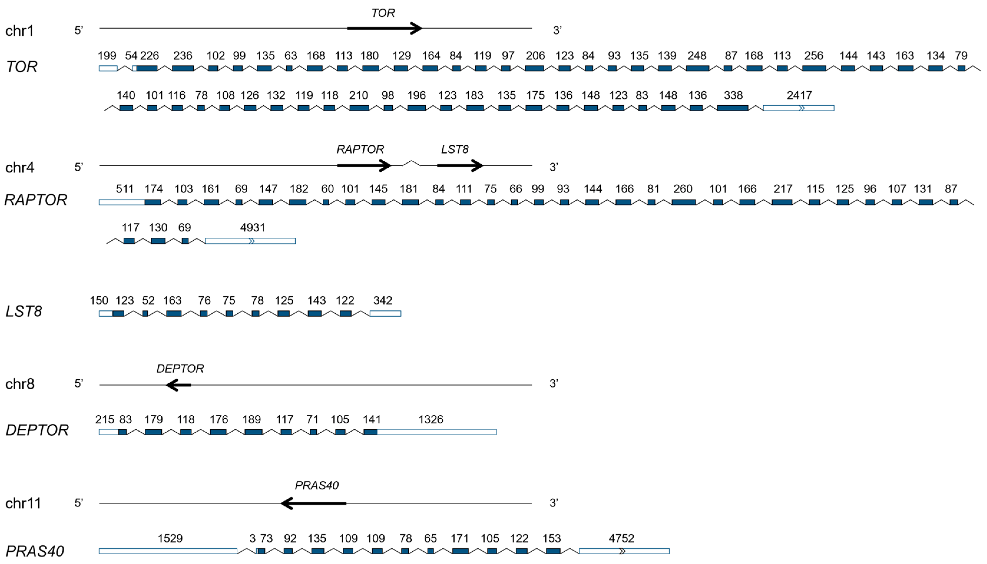 Antioxidants 13 01359 g001