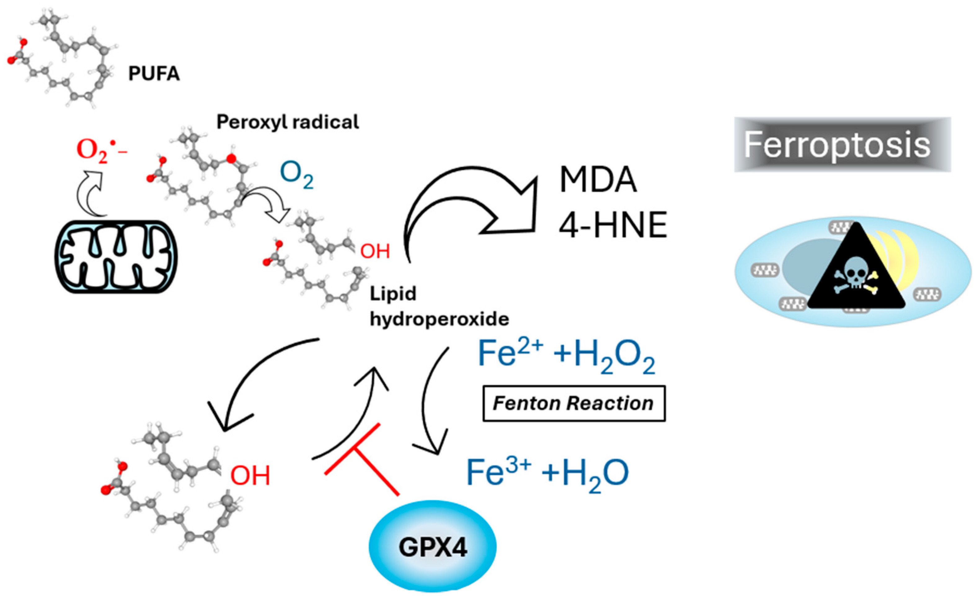 Antioxidants 13 01363 g001 Antioxidants 13 01363 g001