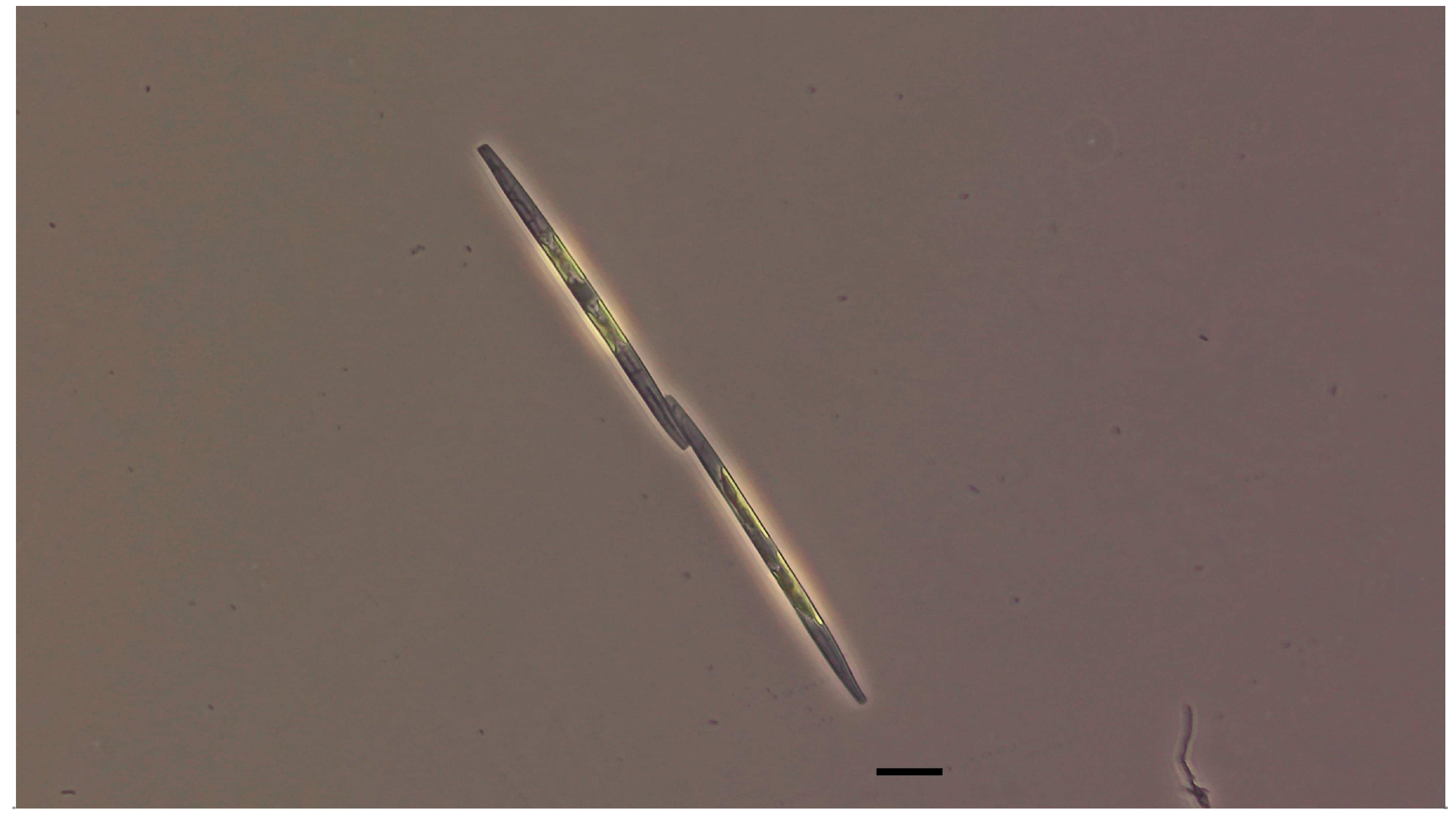 Antioxidants 13 01366 g002