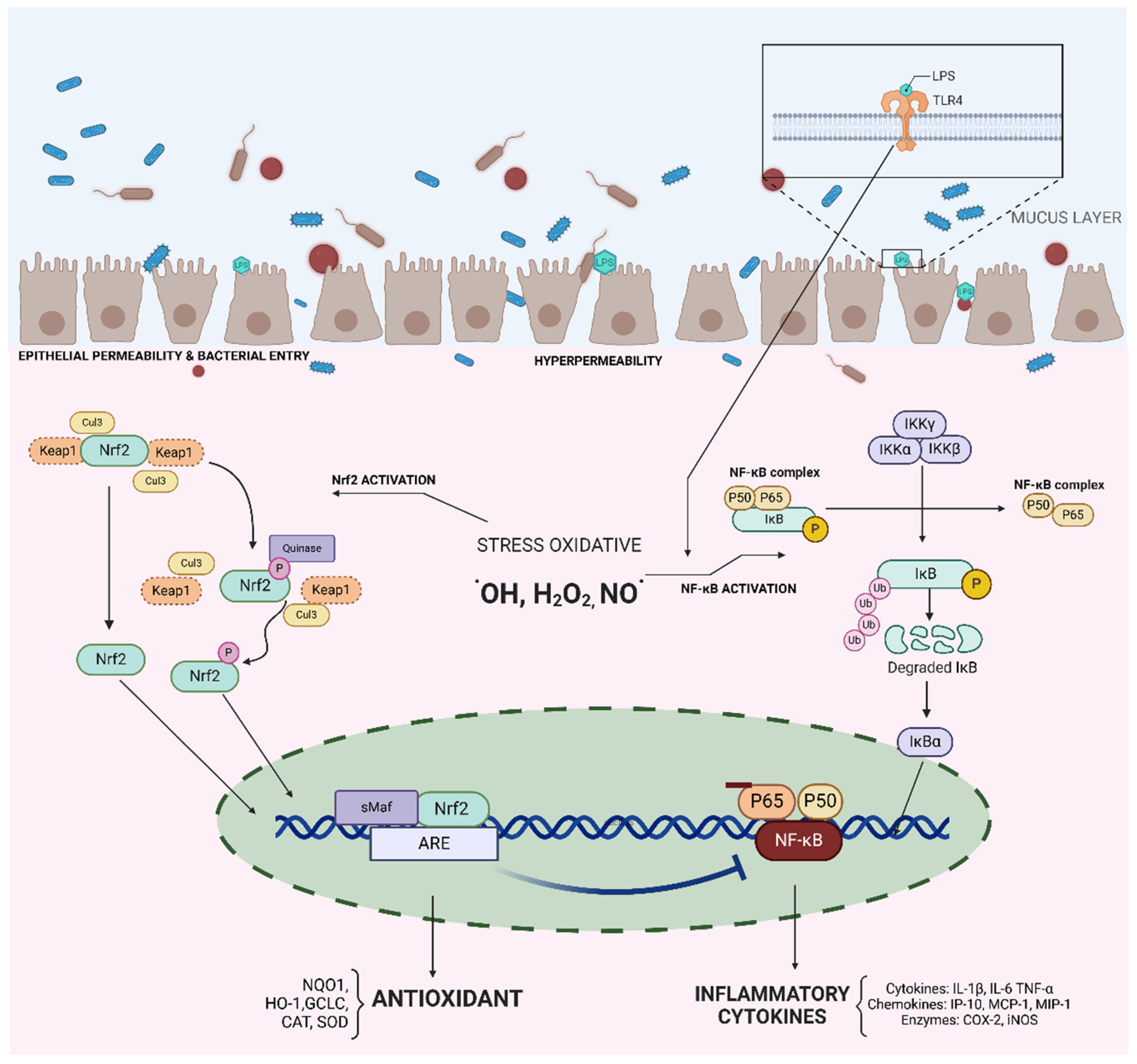 Antioxidants 13 01369 g002