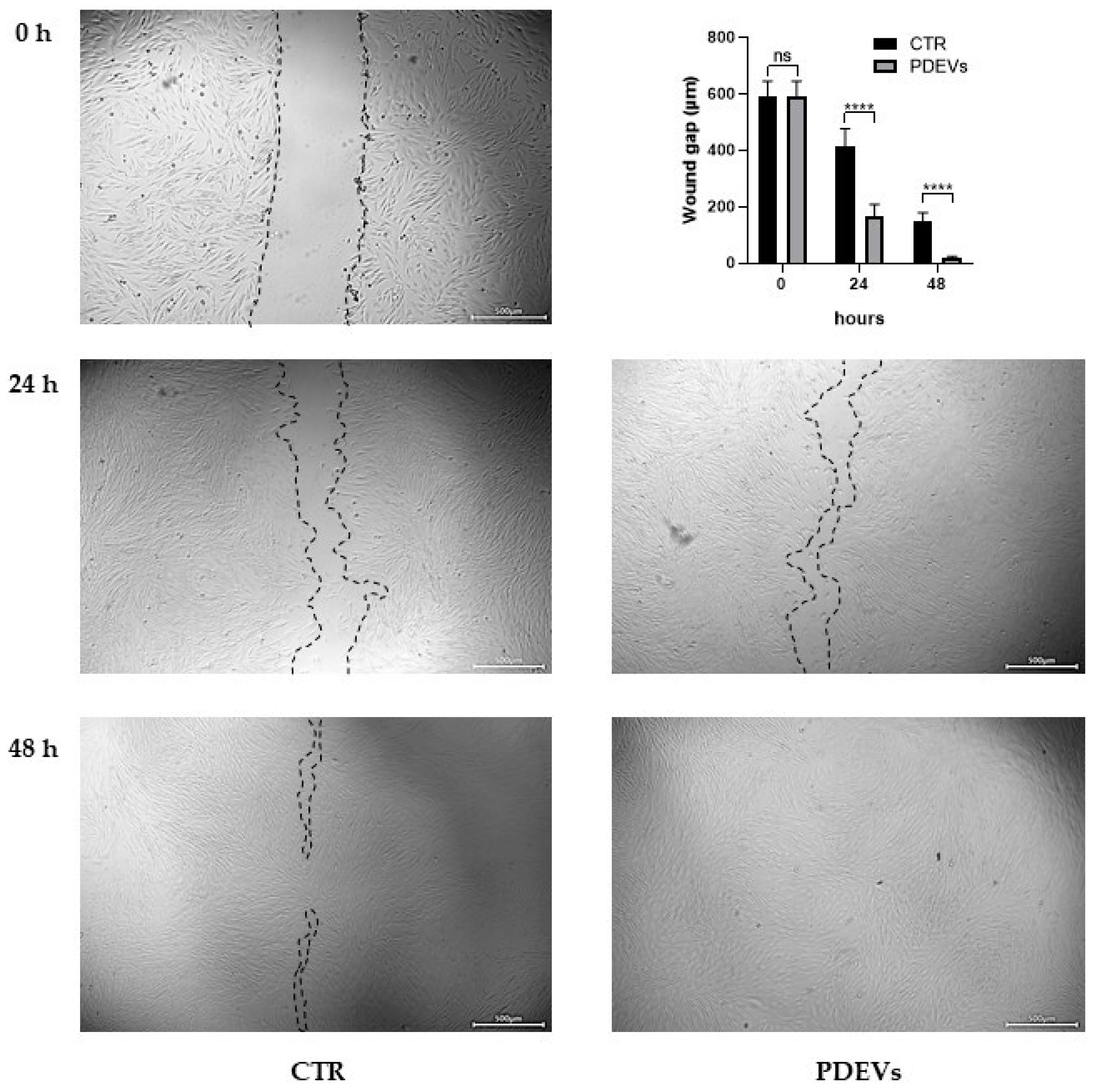 Antioxidants 13 01373 g006 Antioxidants 13 01373 g006