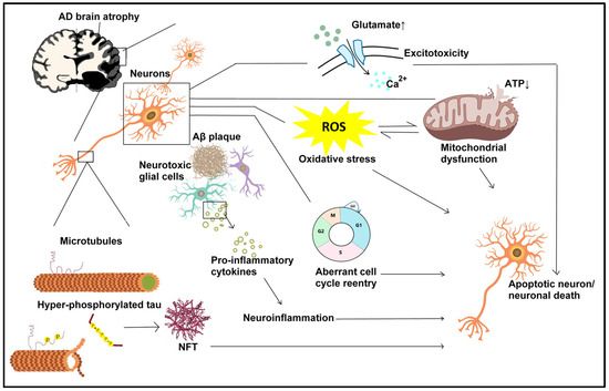 Potential Roles of Hypoxia Inducible Factor 1 in Alzheimer s Disease Beneficial or Detrimental