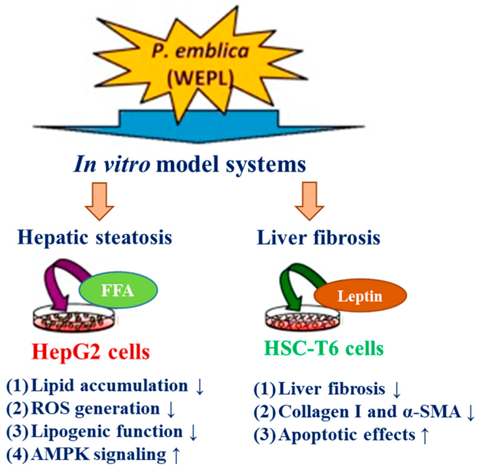 Antioxidants 13 01389 g006