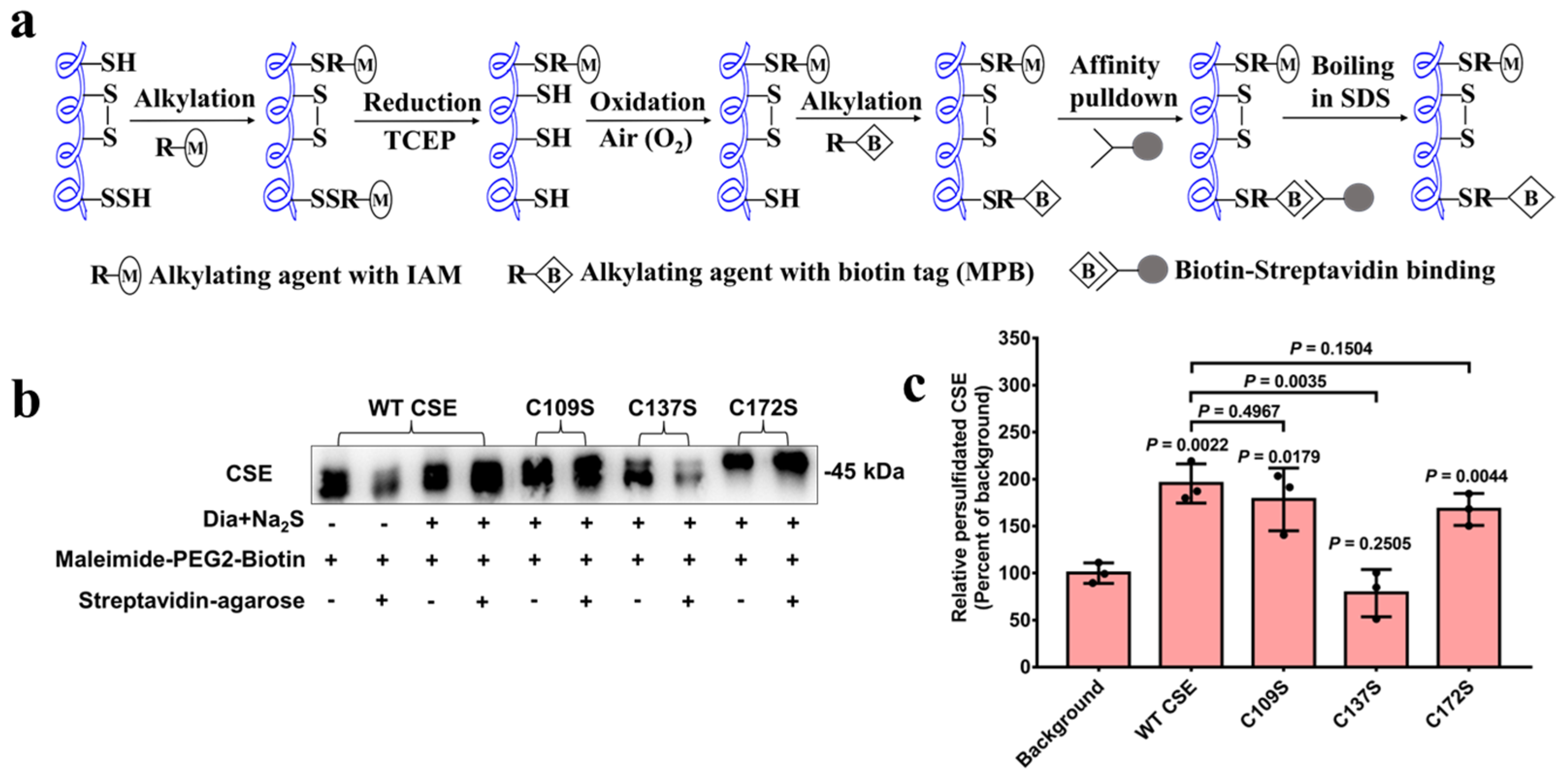 Antioxidants 13 01402 g004