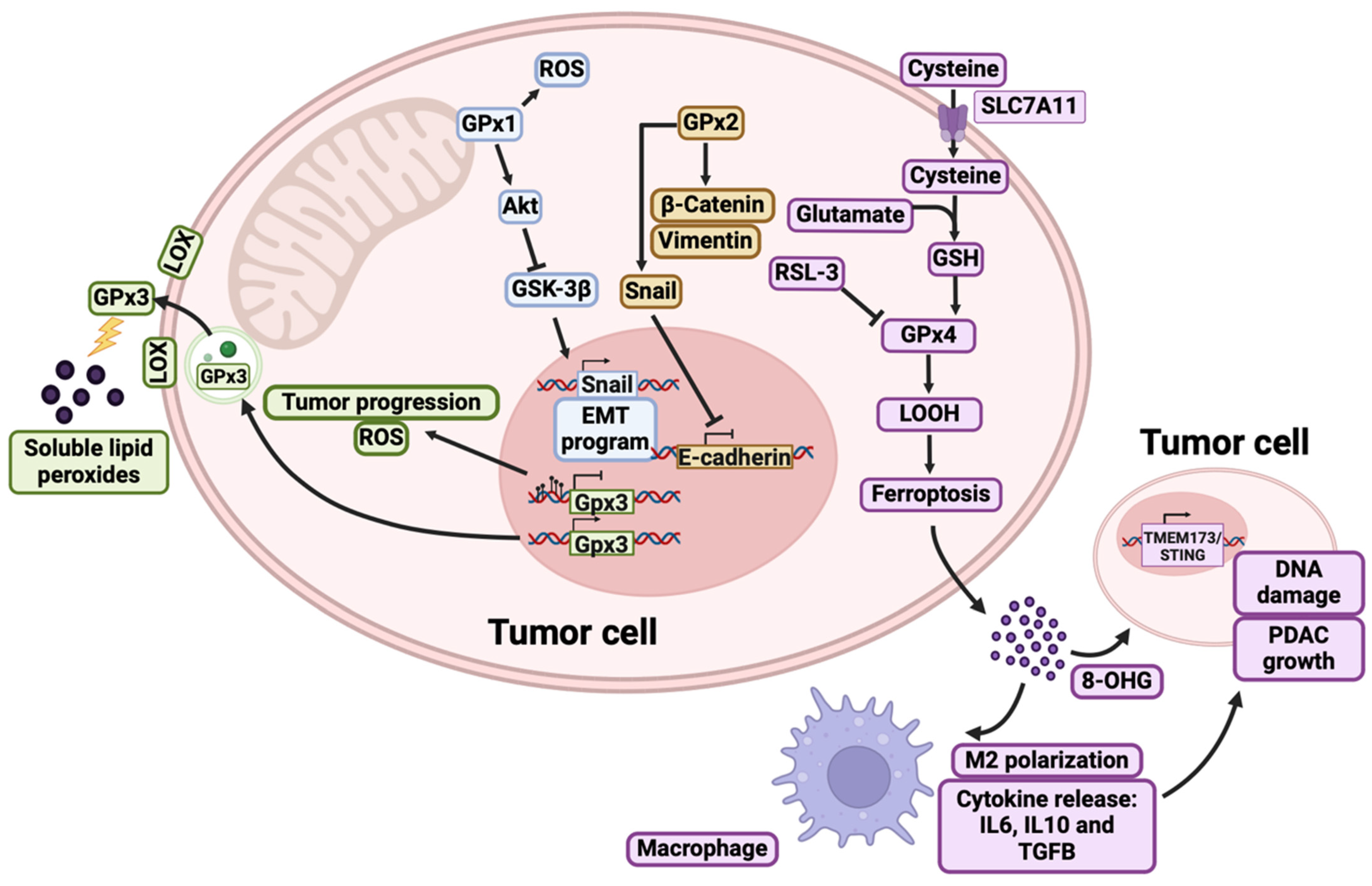 Antioxidants 13 01405 g001