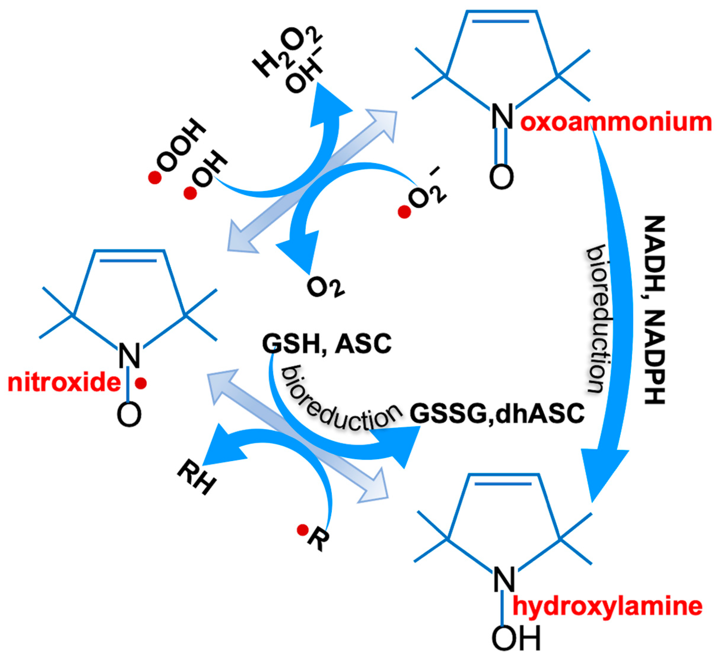 Antioxidants 13 01411 g001