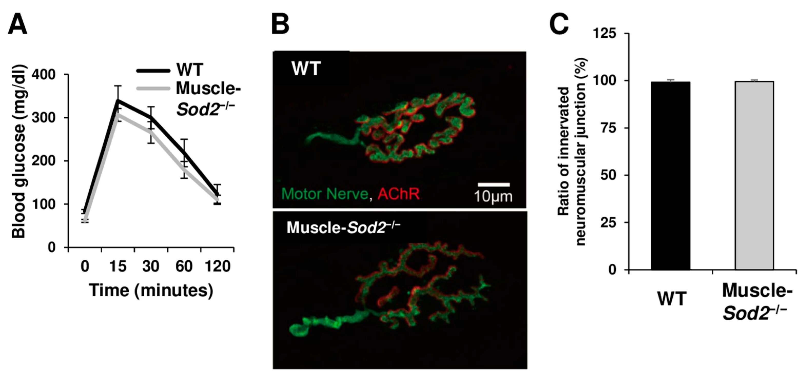 Antioxidants 13 01421 g005