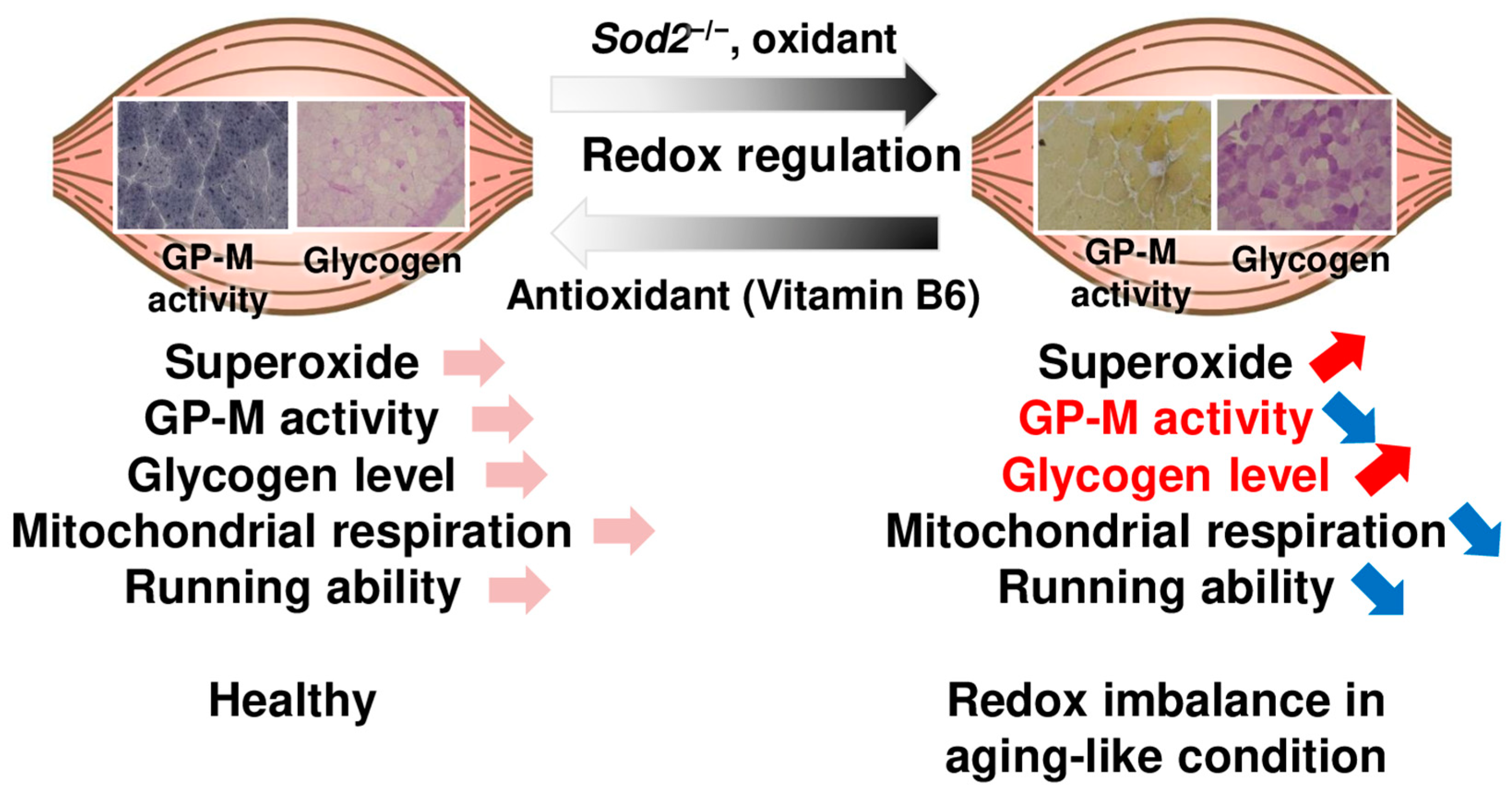 Antioxidants 13 01421 g006