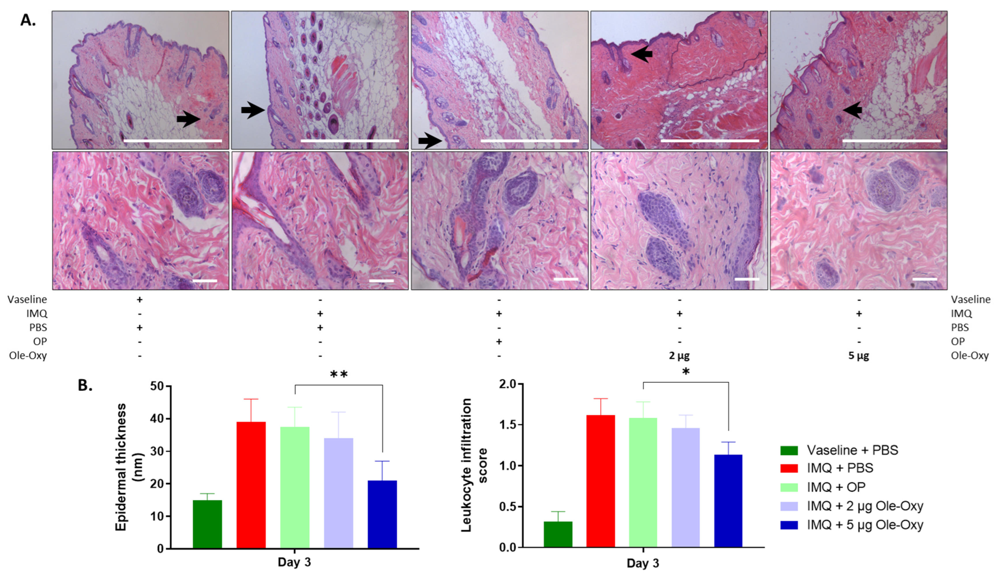Antioxidants 13 01422 g005