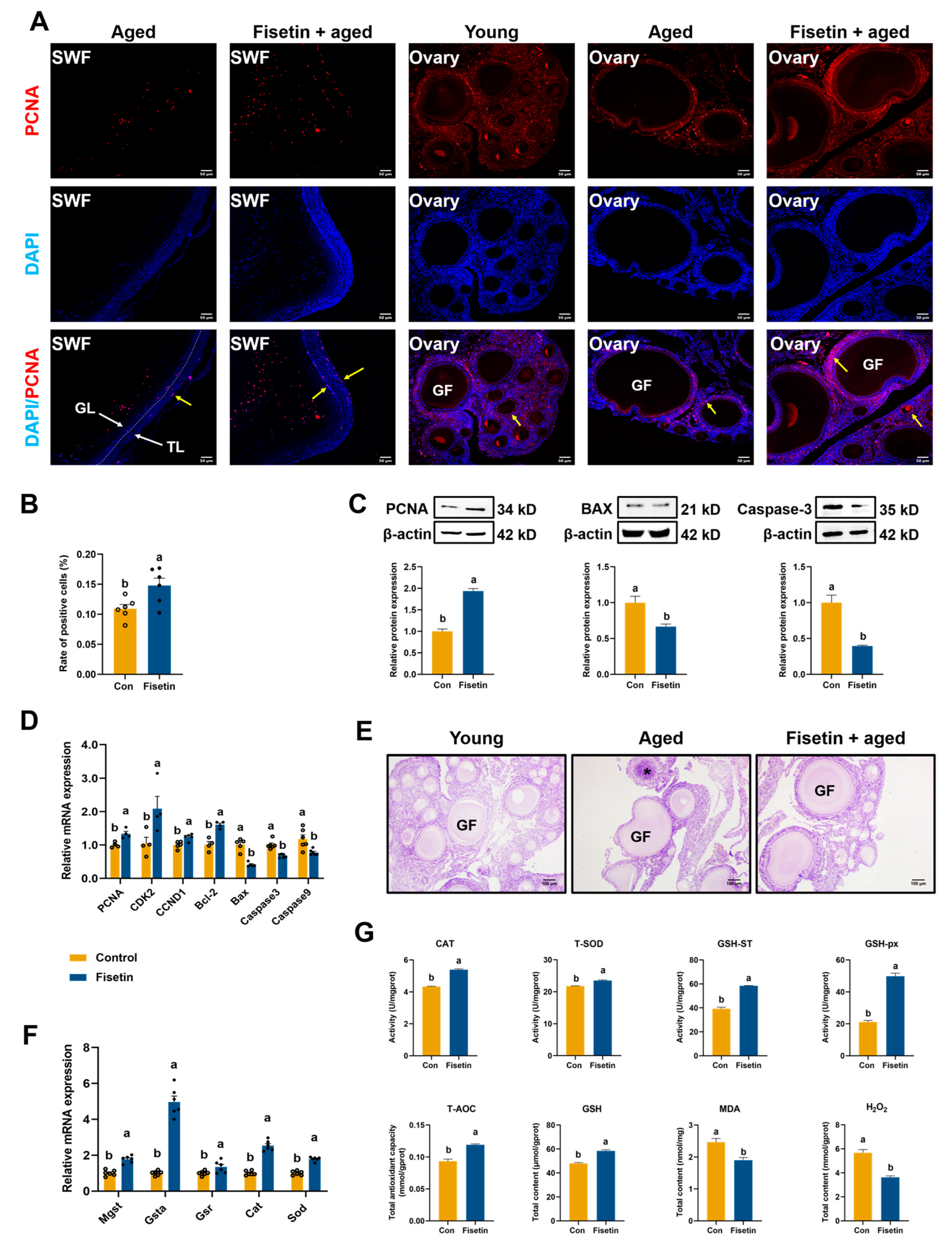 Antioxidants 13 01432 g002