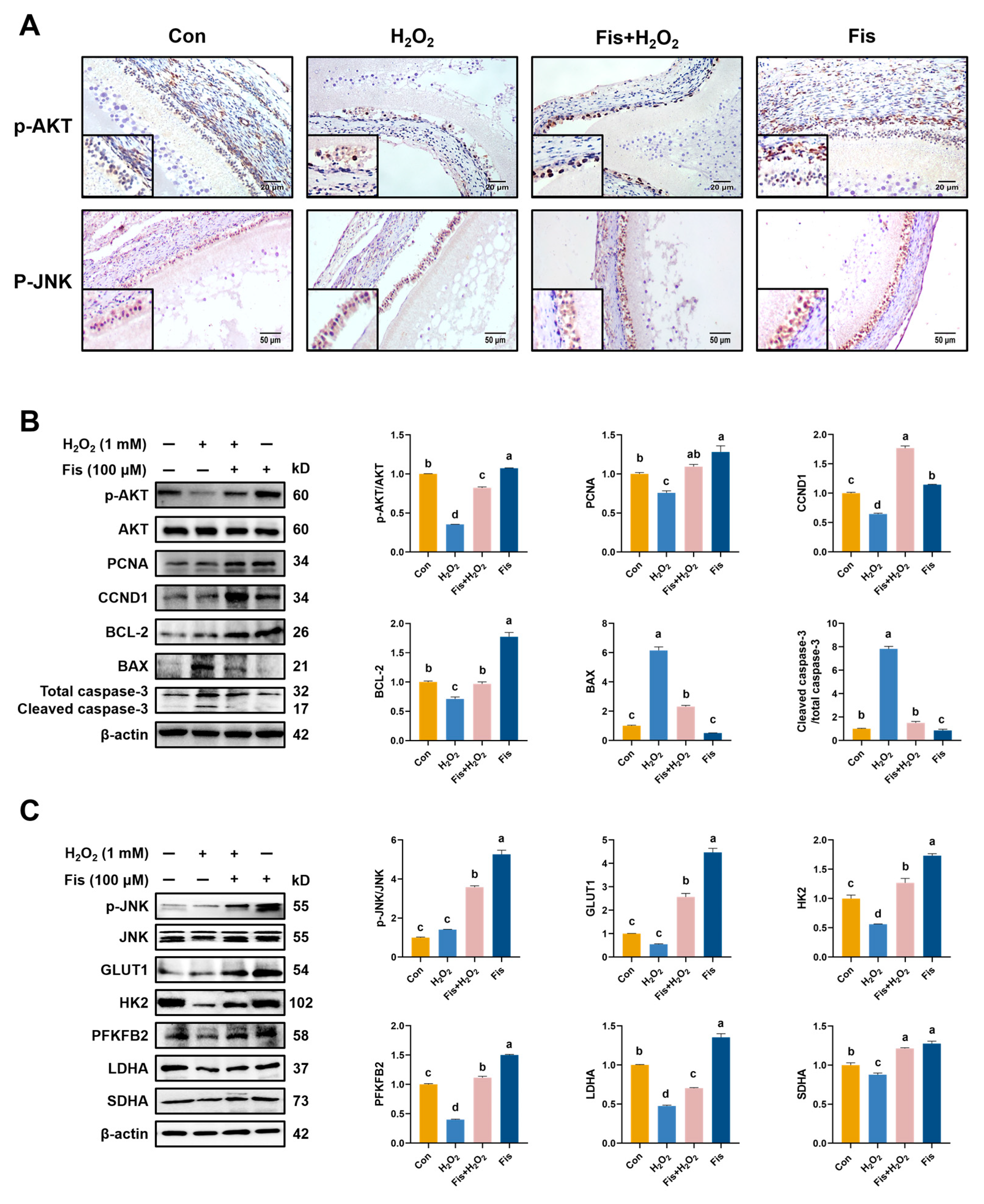 Antioxidants 13 01432 g007