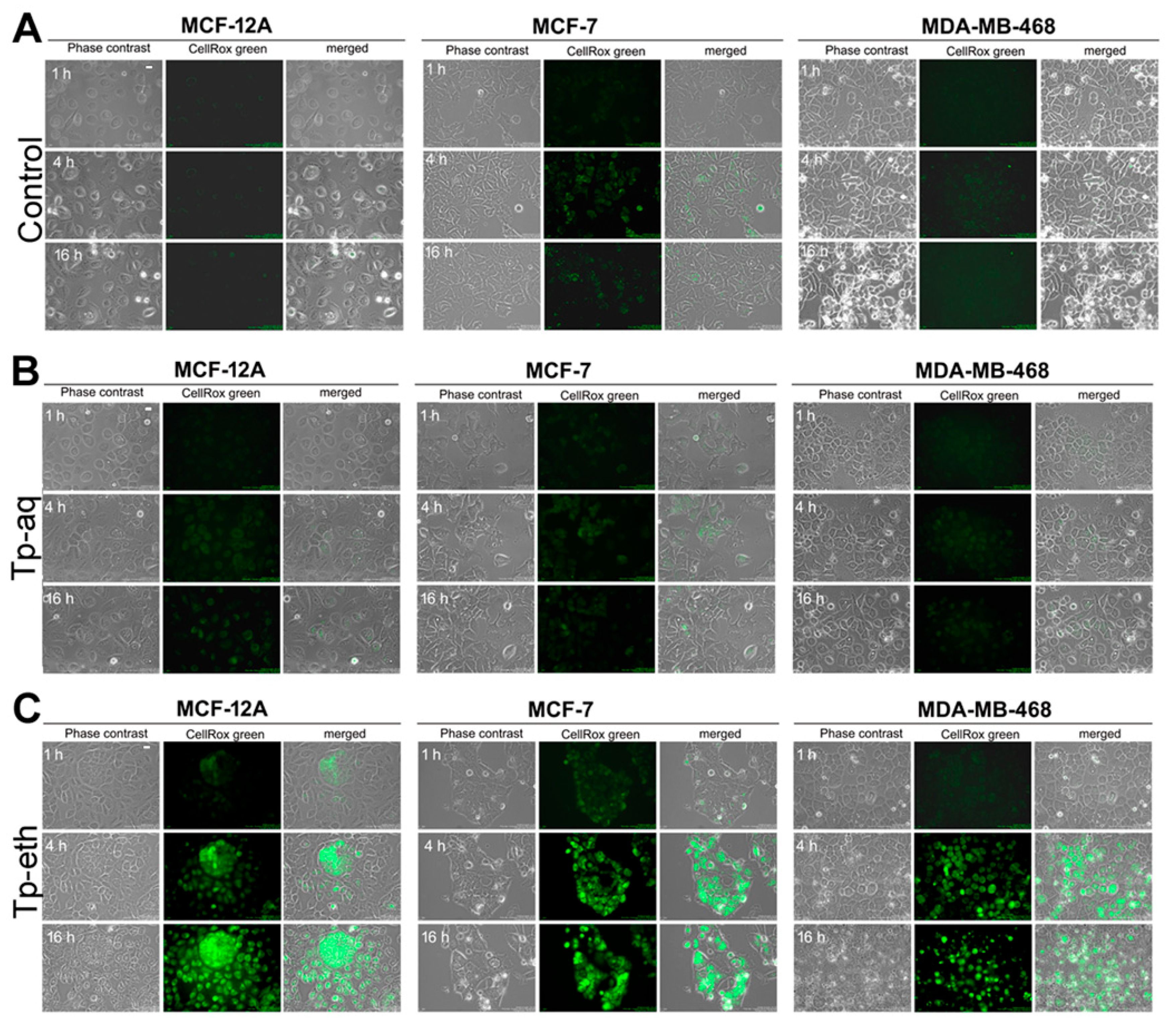 Antioxidants 13 01435 g006