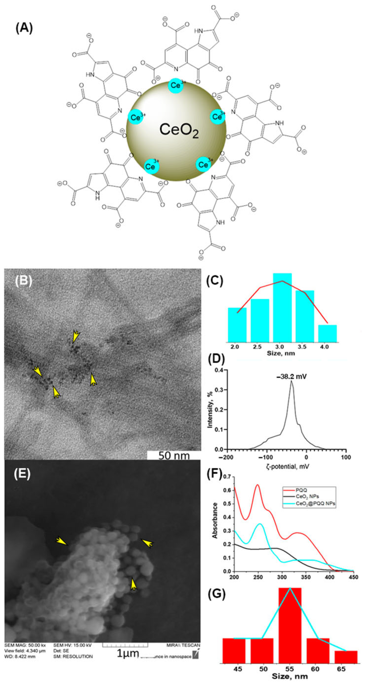 Antioxidants 13 01445 g001