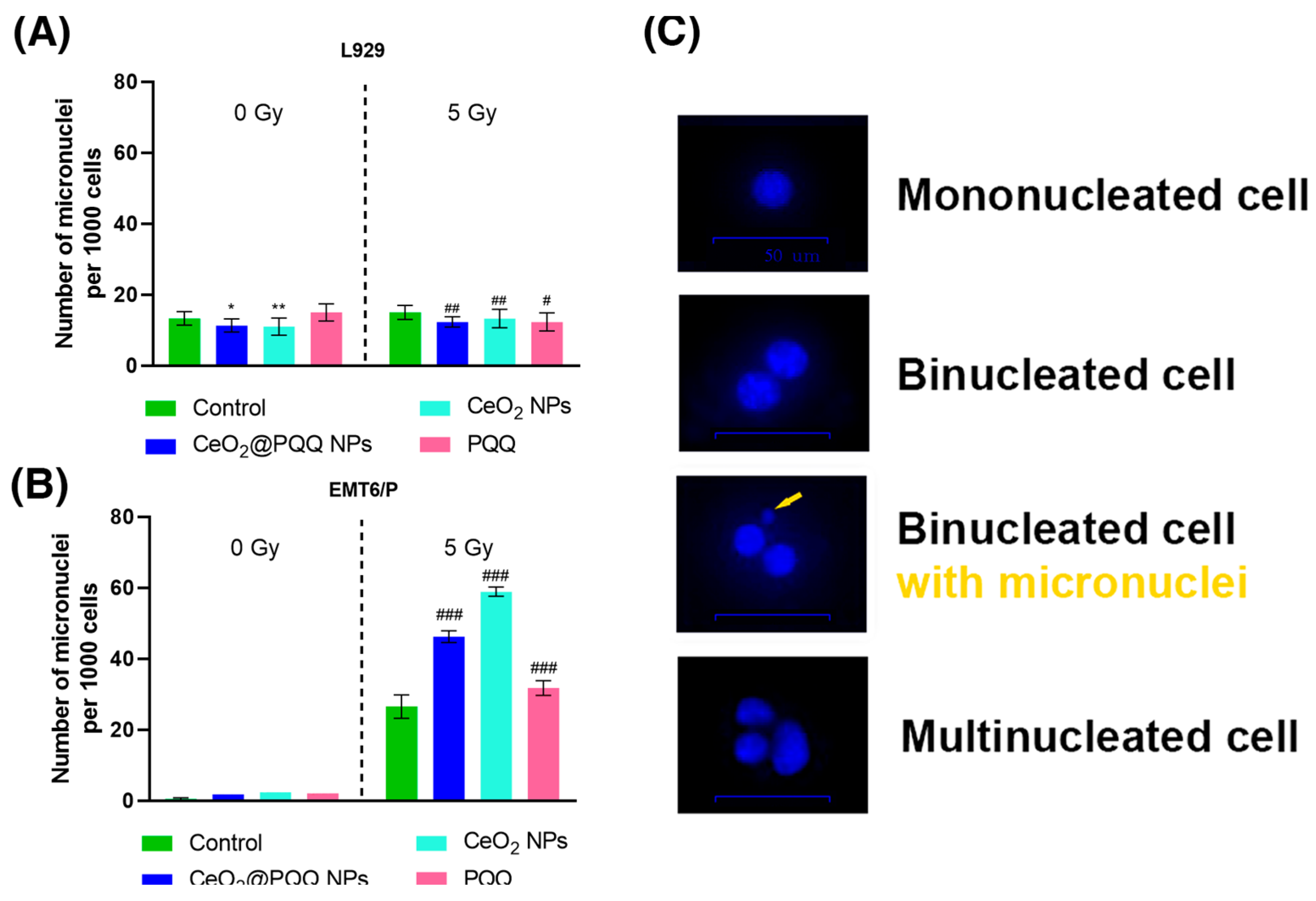 Antioxidants 13 01445 g008
