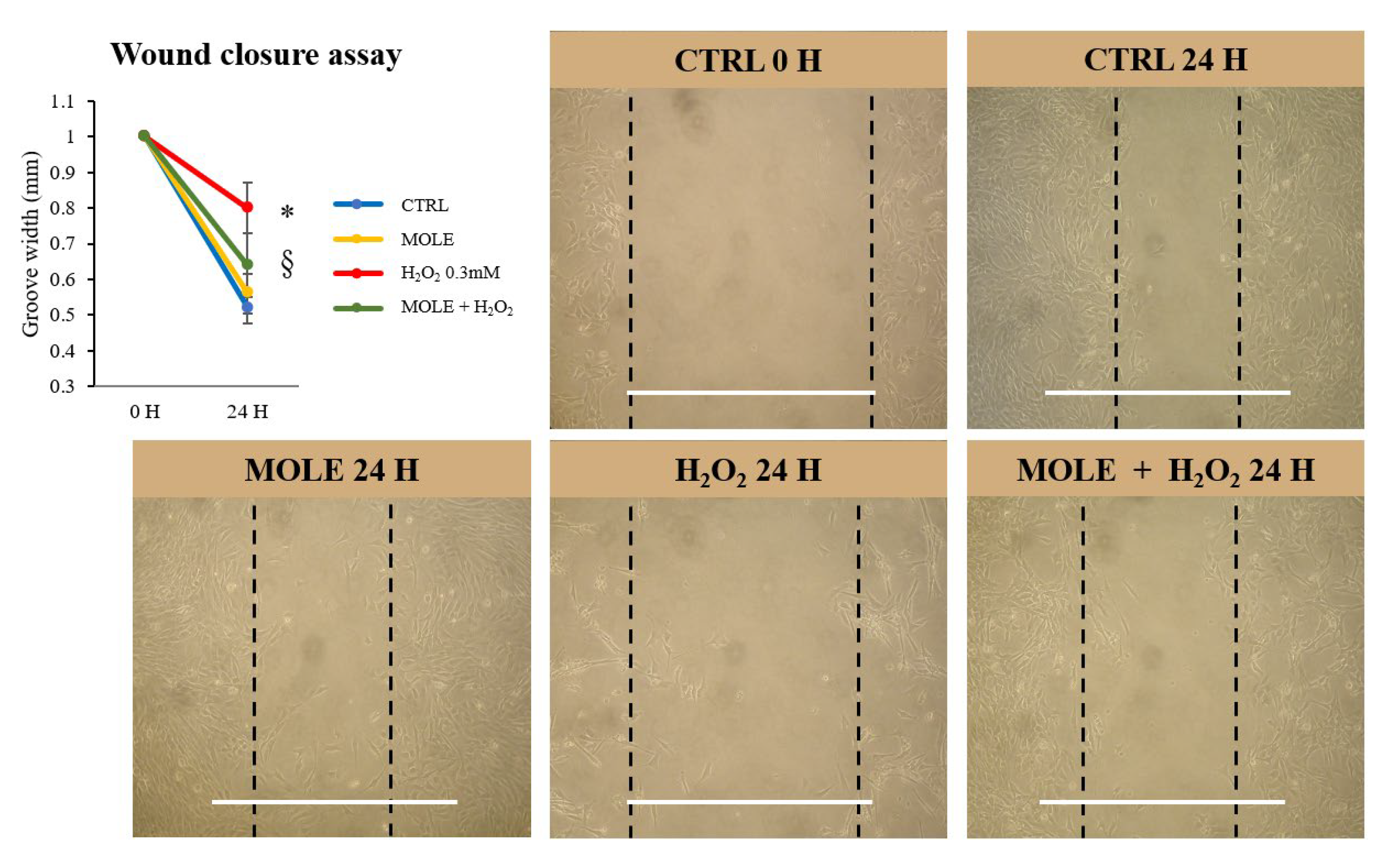Antioxidants 13 01460 g004
