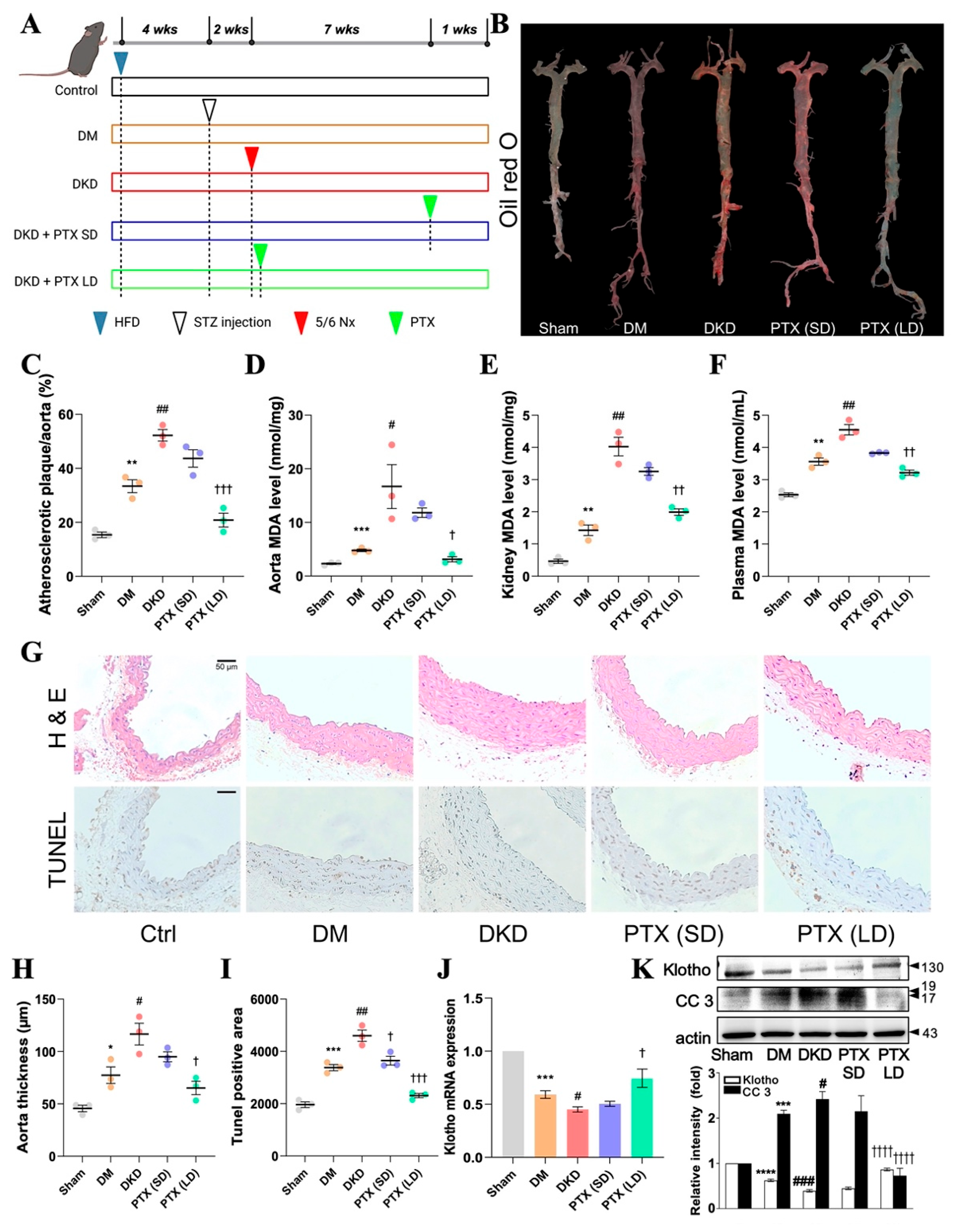 Antioxidants 13 01471 g005