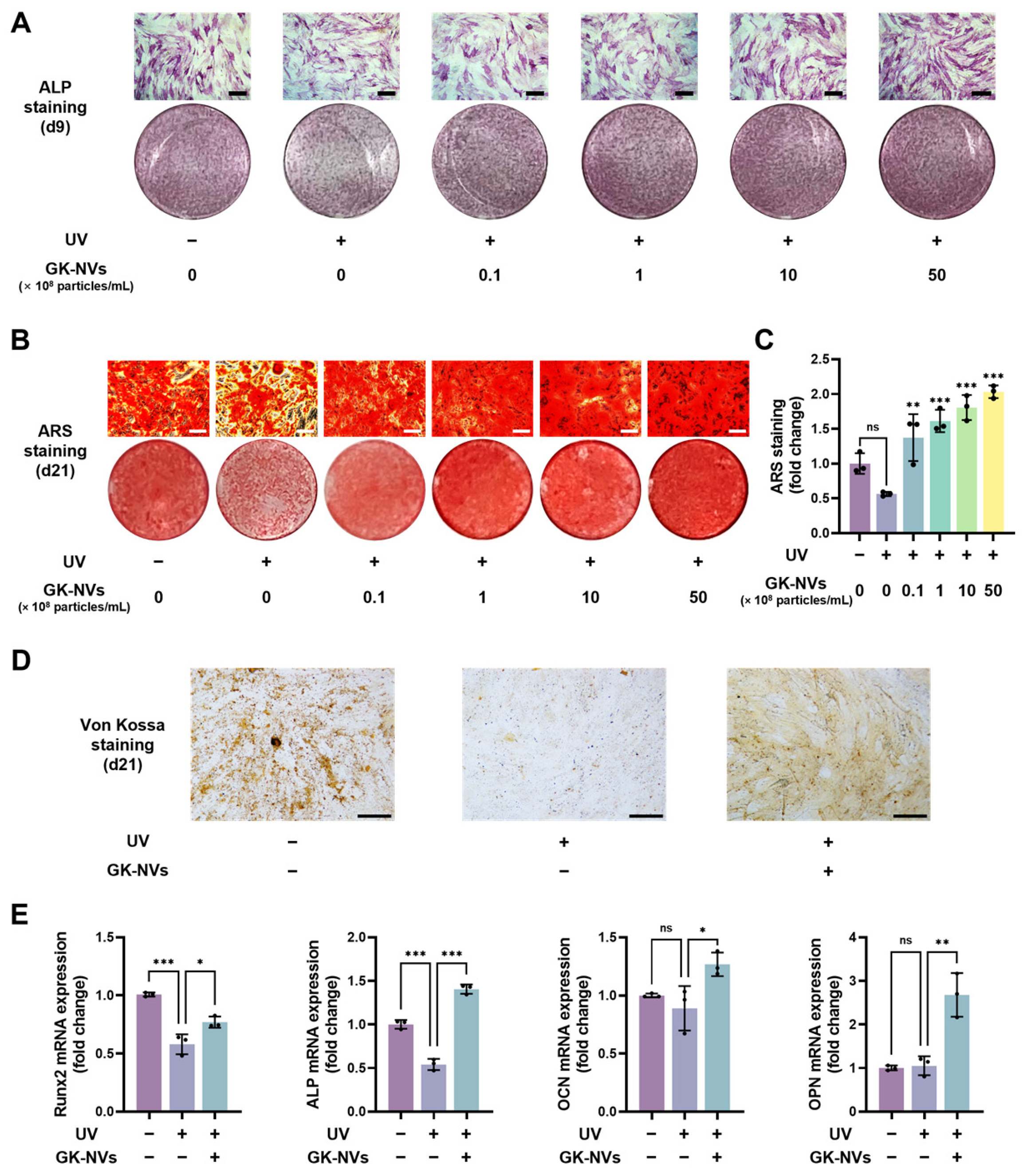 Antioxidants 13 01474 g004
