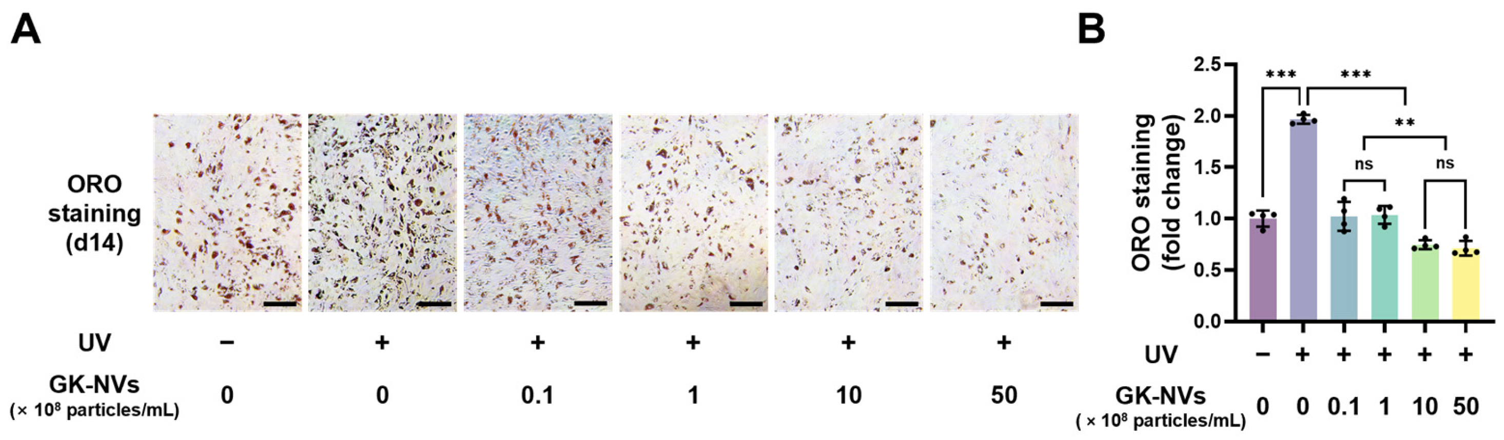 Antioxidants 13 01474 g005