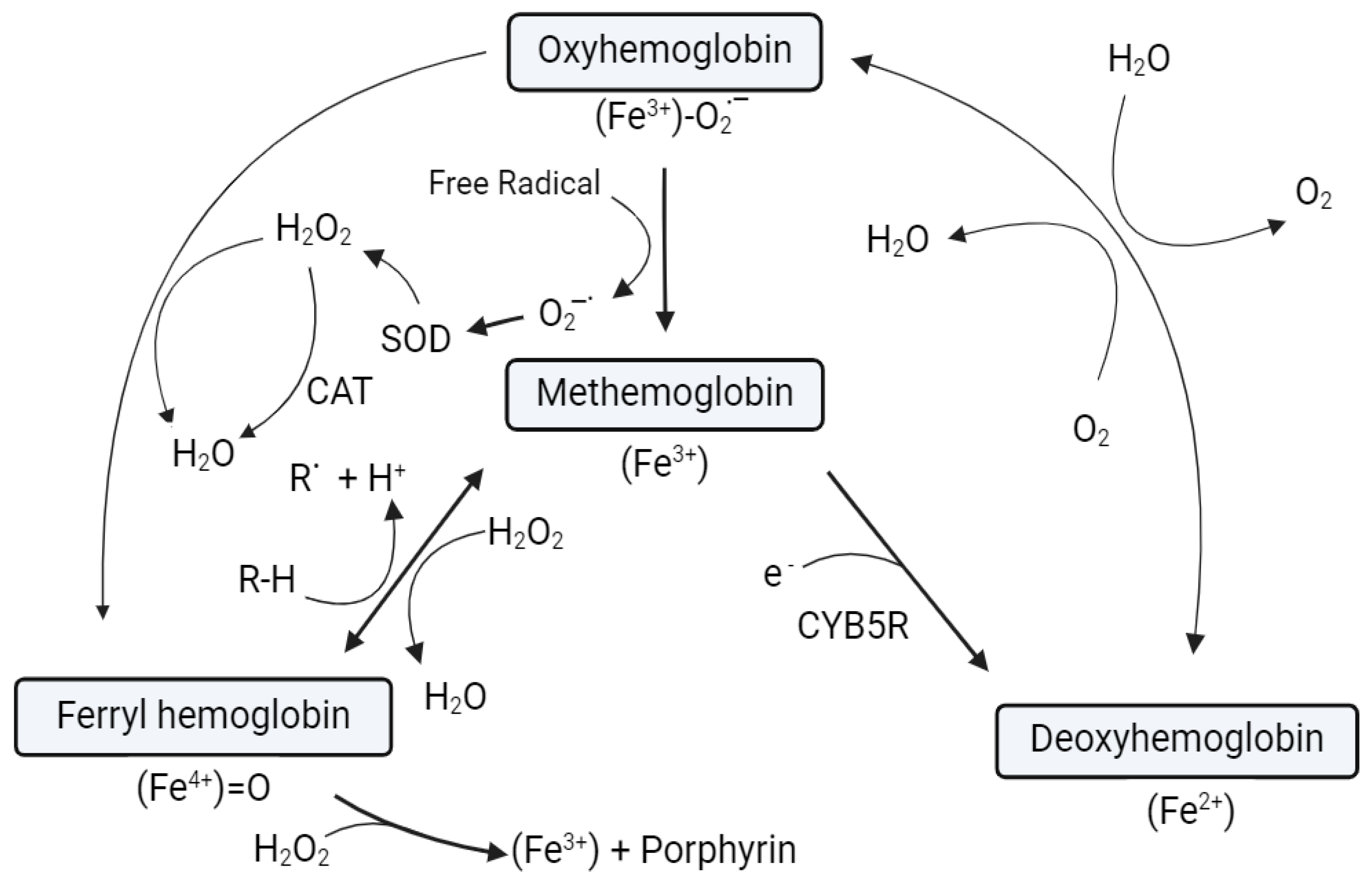 Antioxidants 13 01477 g006