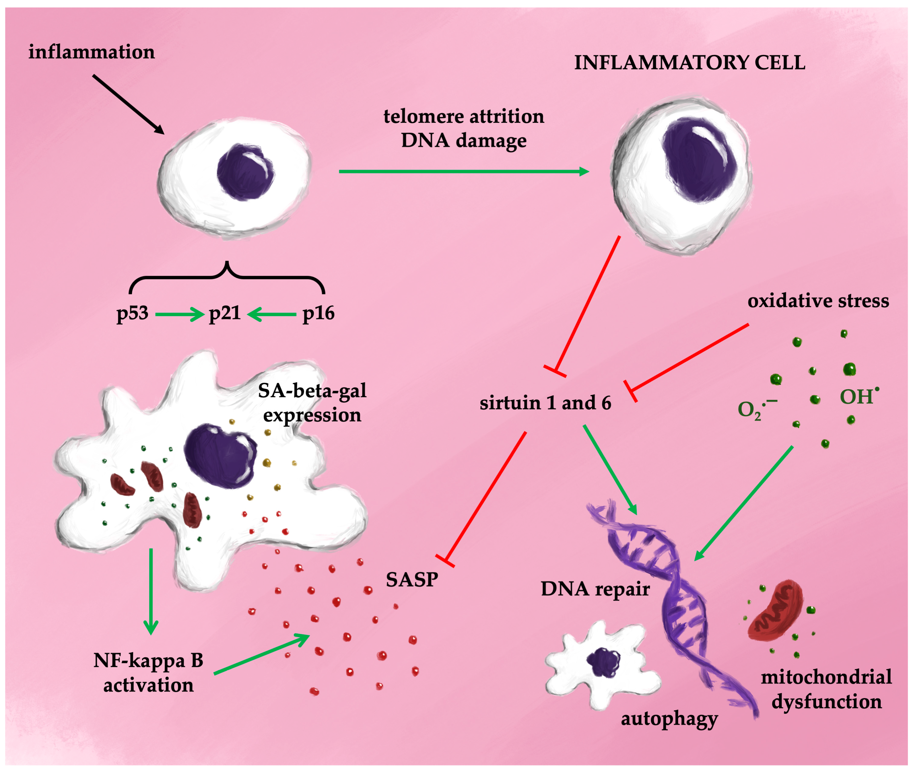 Antioxidants 13 01480 g004