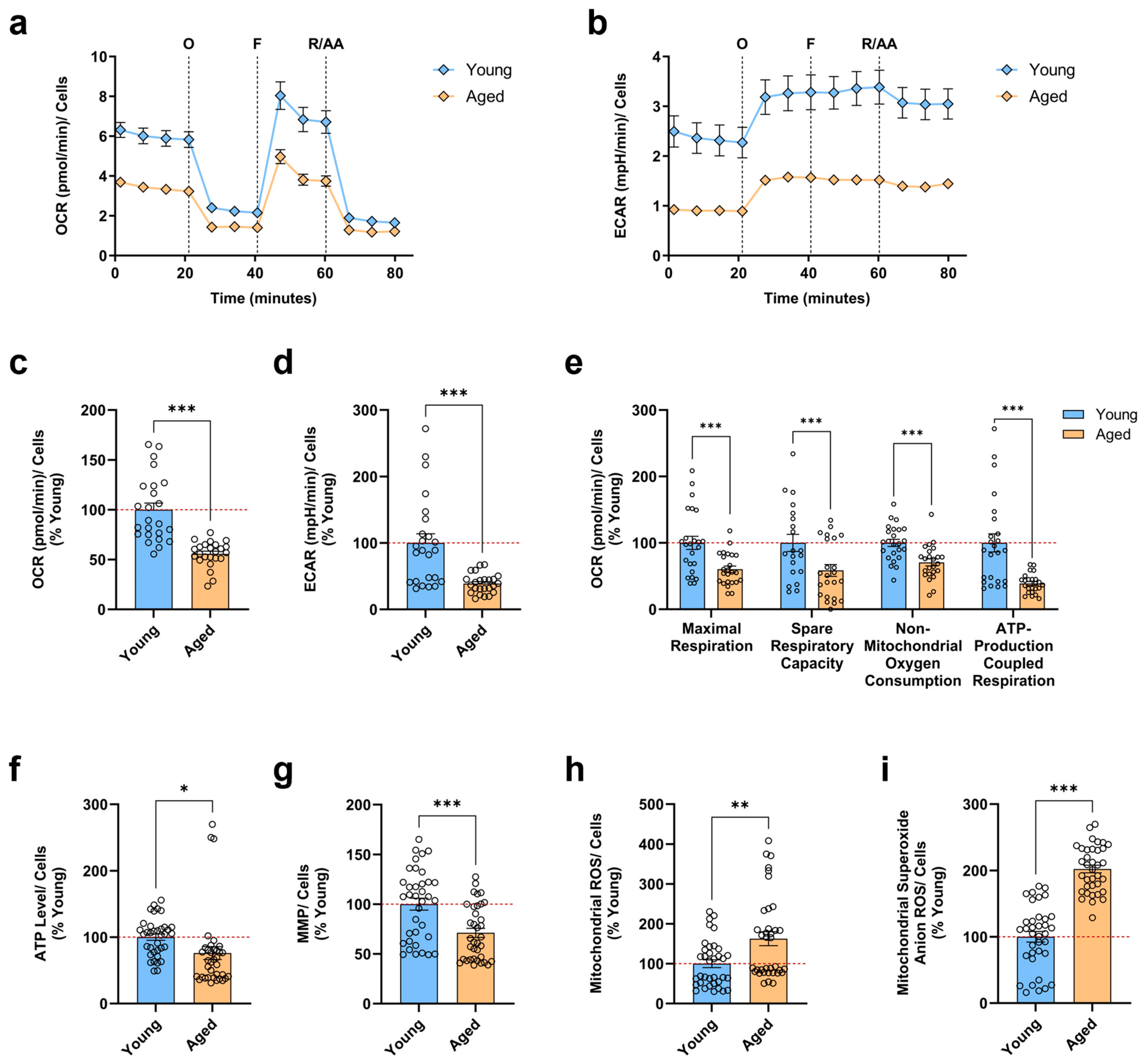 Antioxidants 13 01482 g001