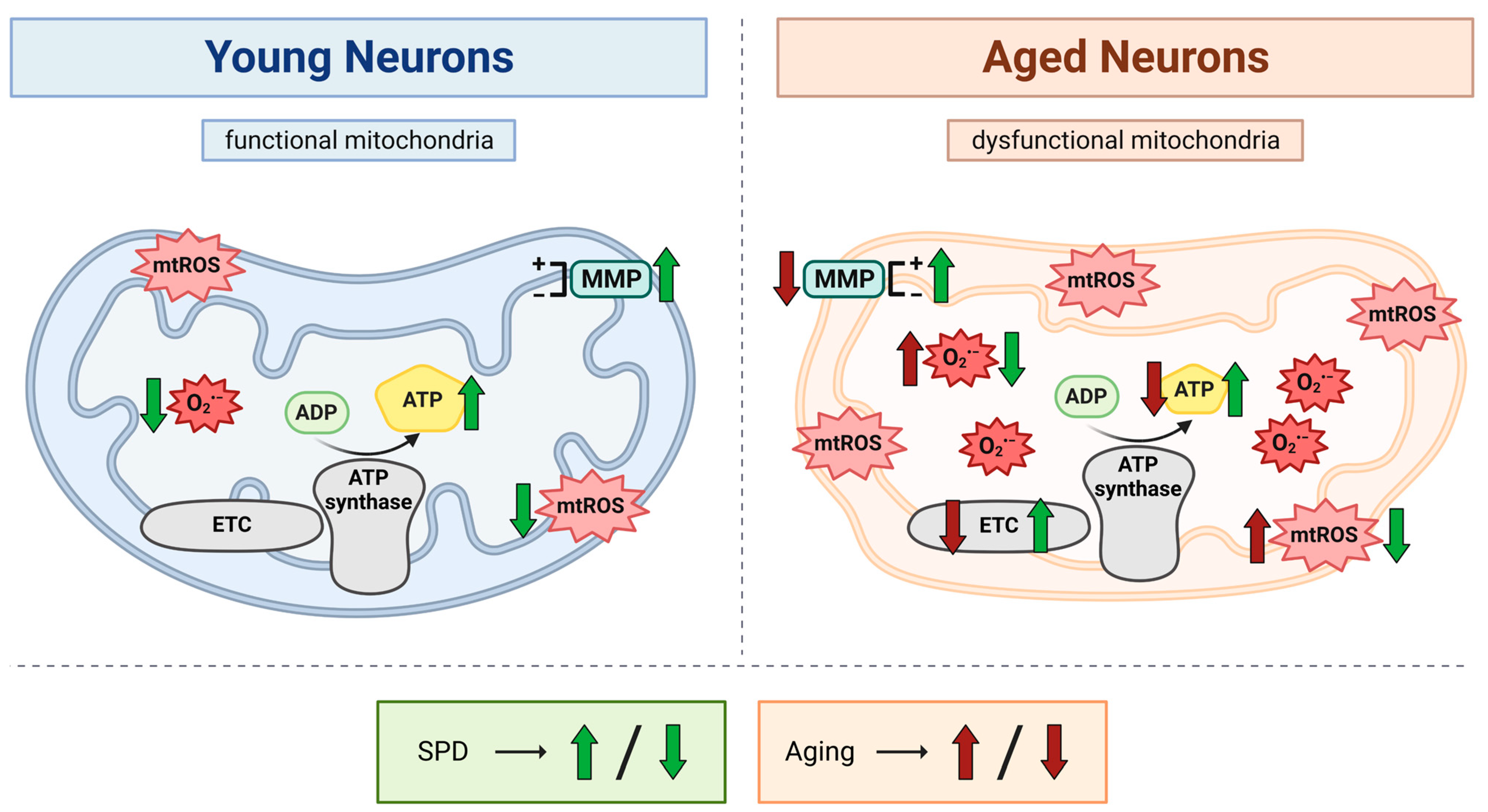 Antioxidants 13 01482 g005