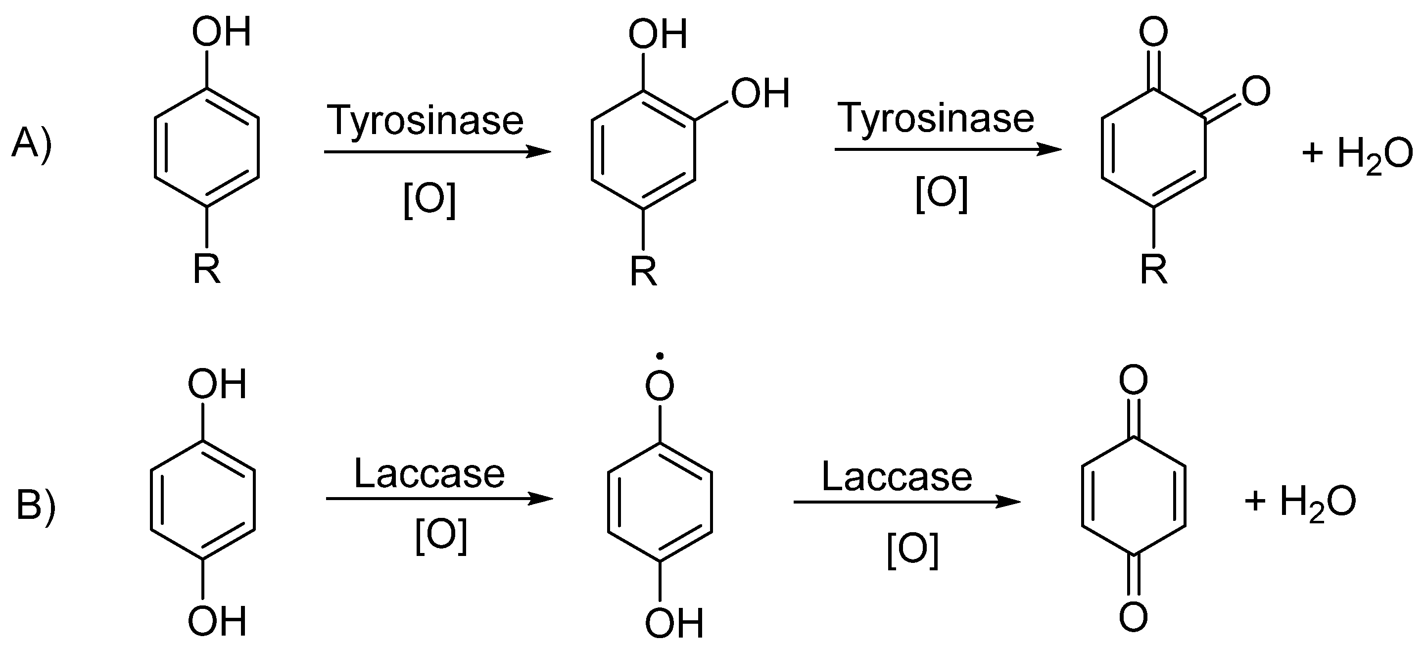 Antioxidants 13 01484 sch005