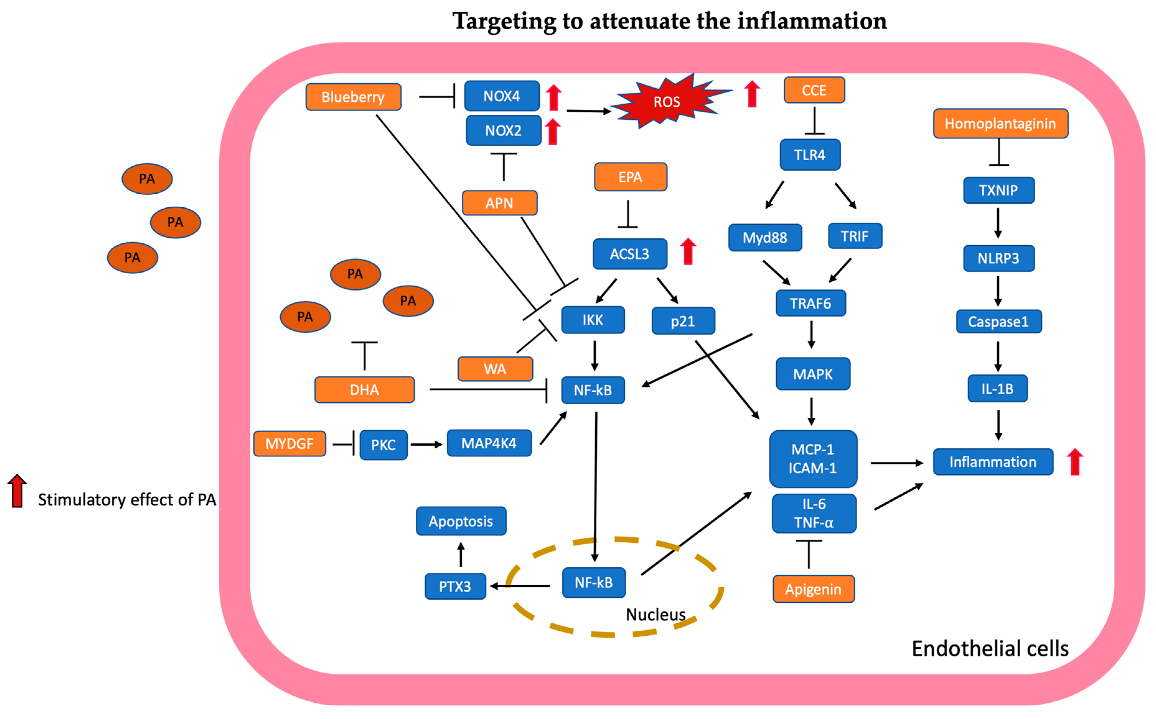 Antioxidants 13 01486 g003