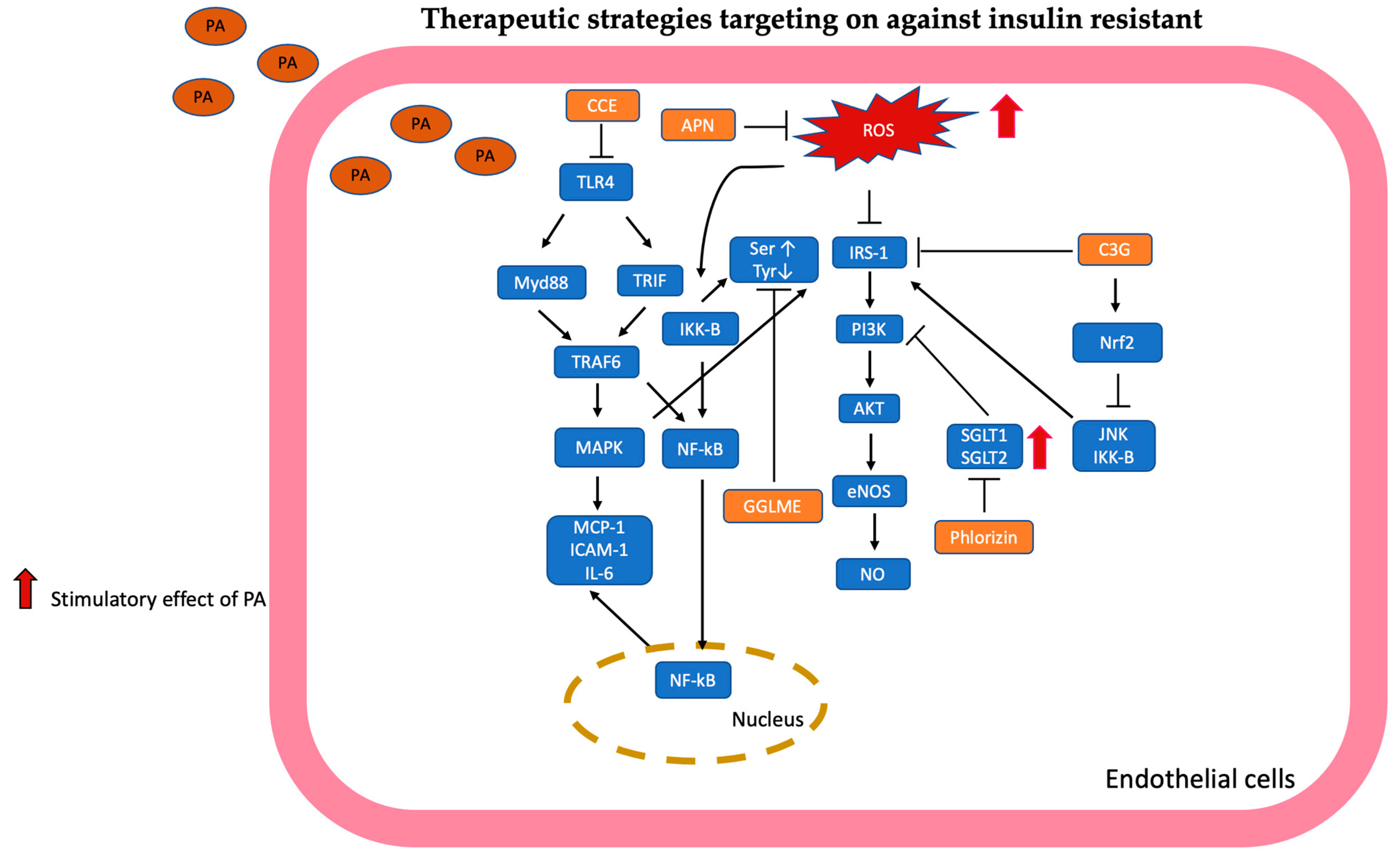 Antioxidants 13 01486 g007