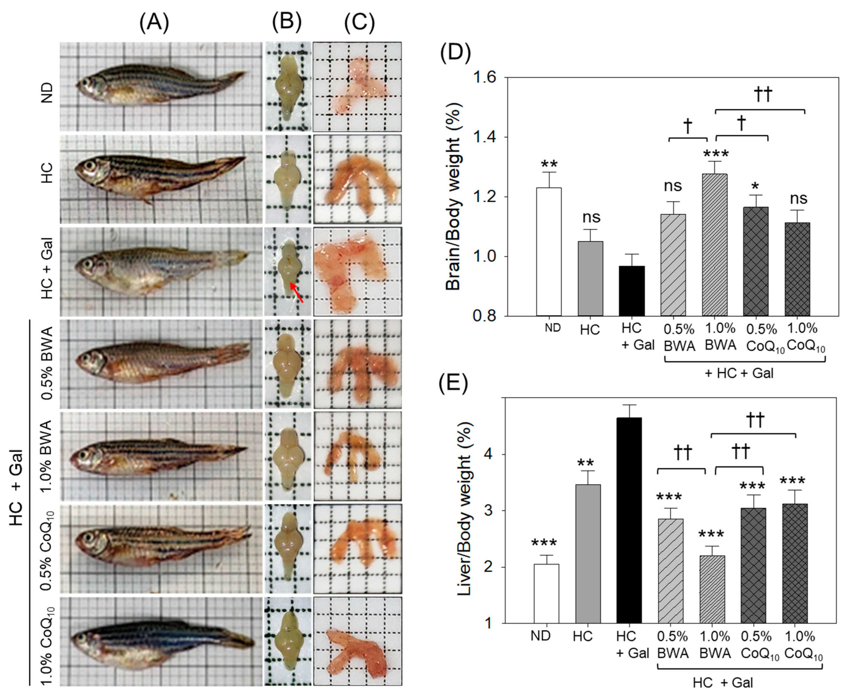 Antioxidants 13 01488 g005