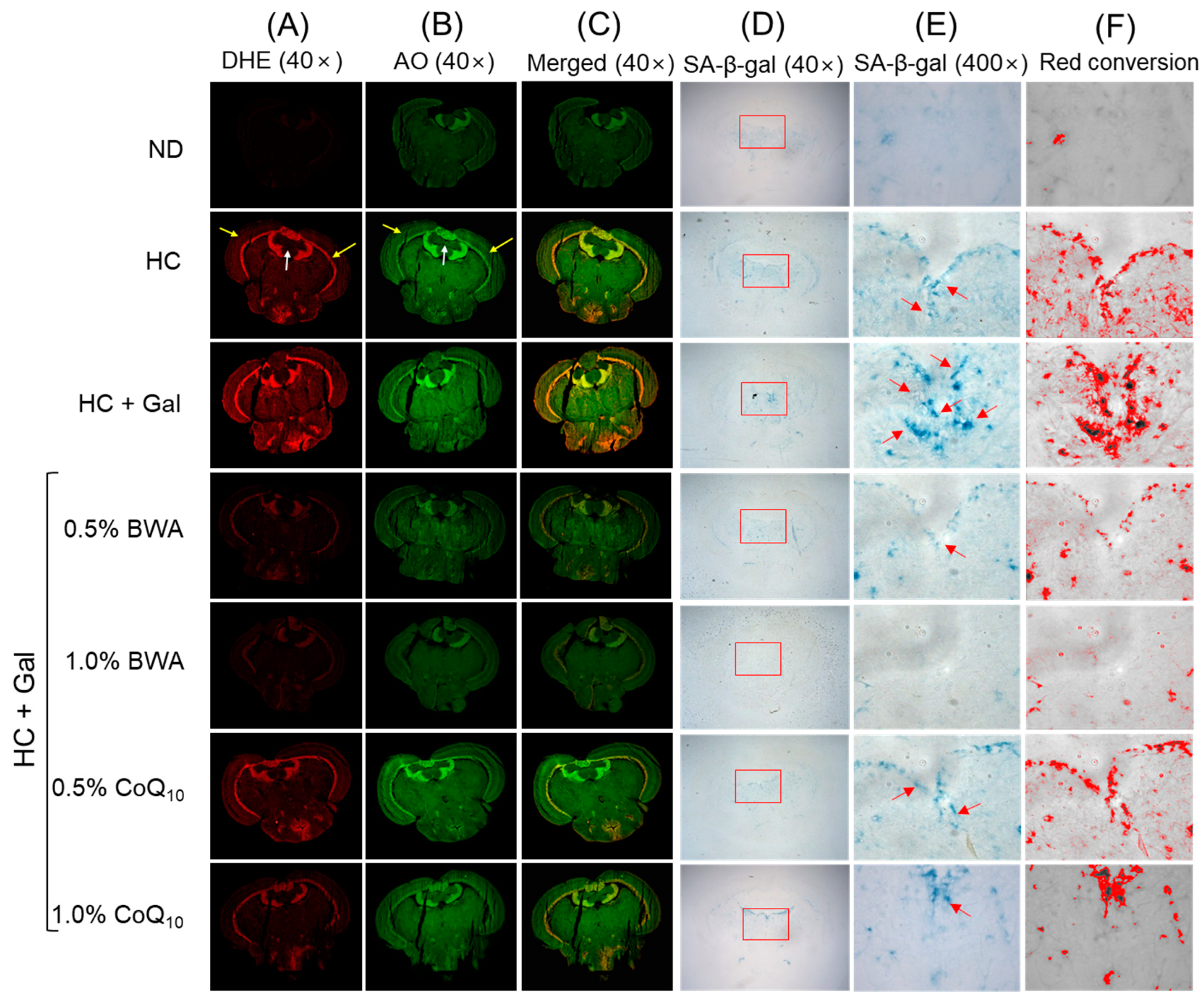 Antioxidants 13 01488 g007a