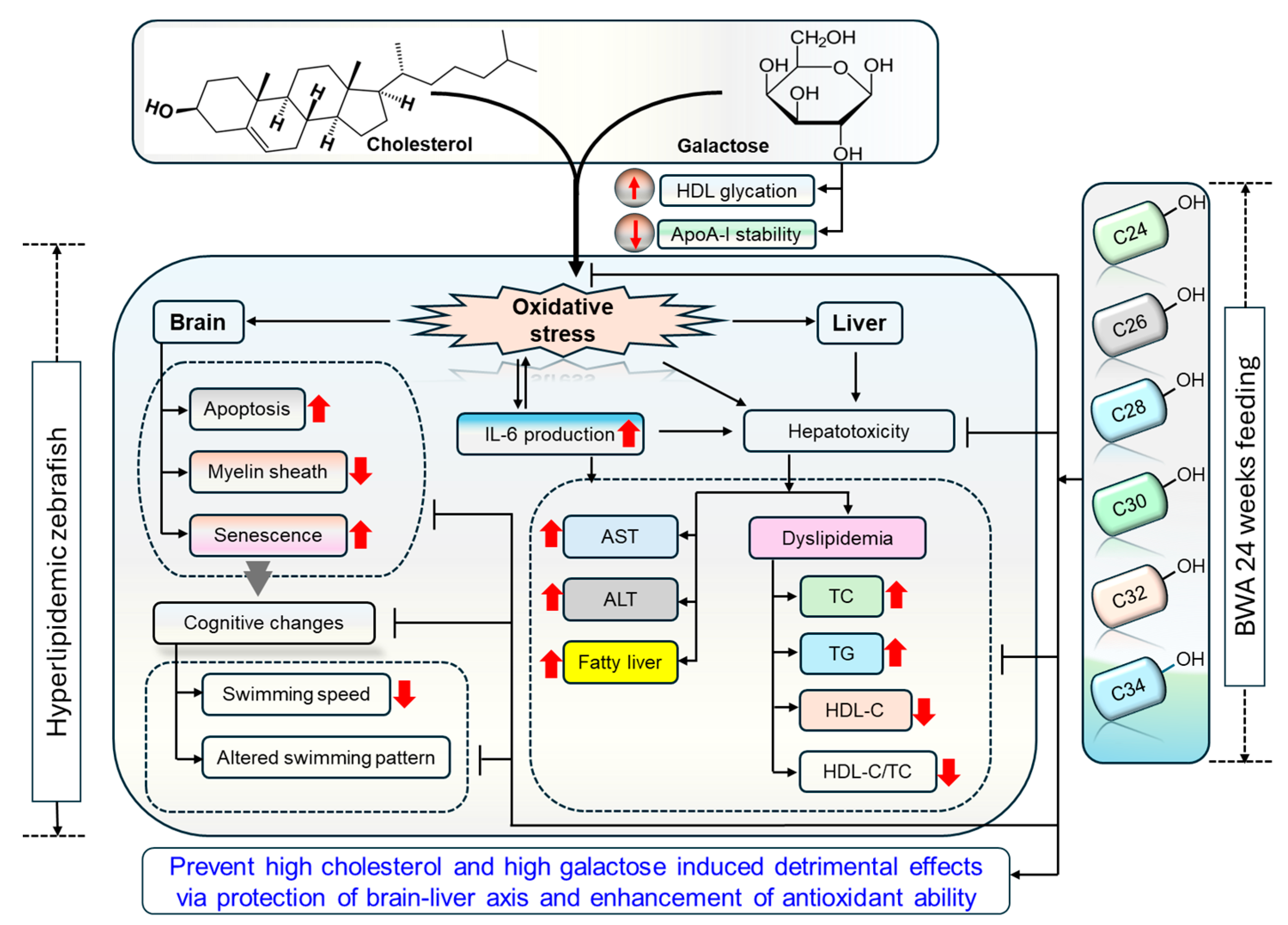 Antioxidants 13 01488 g011