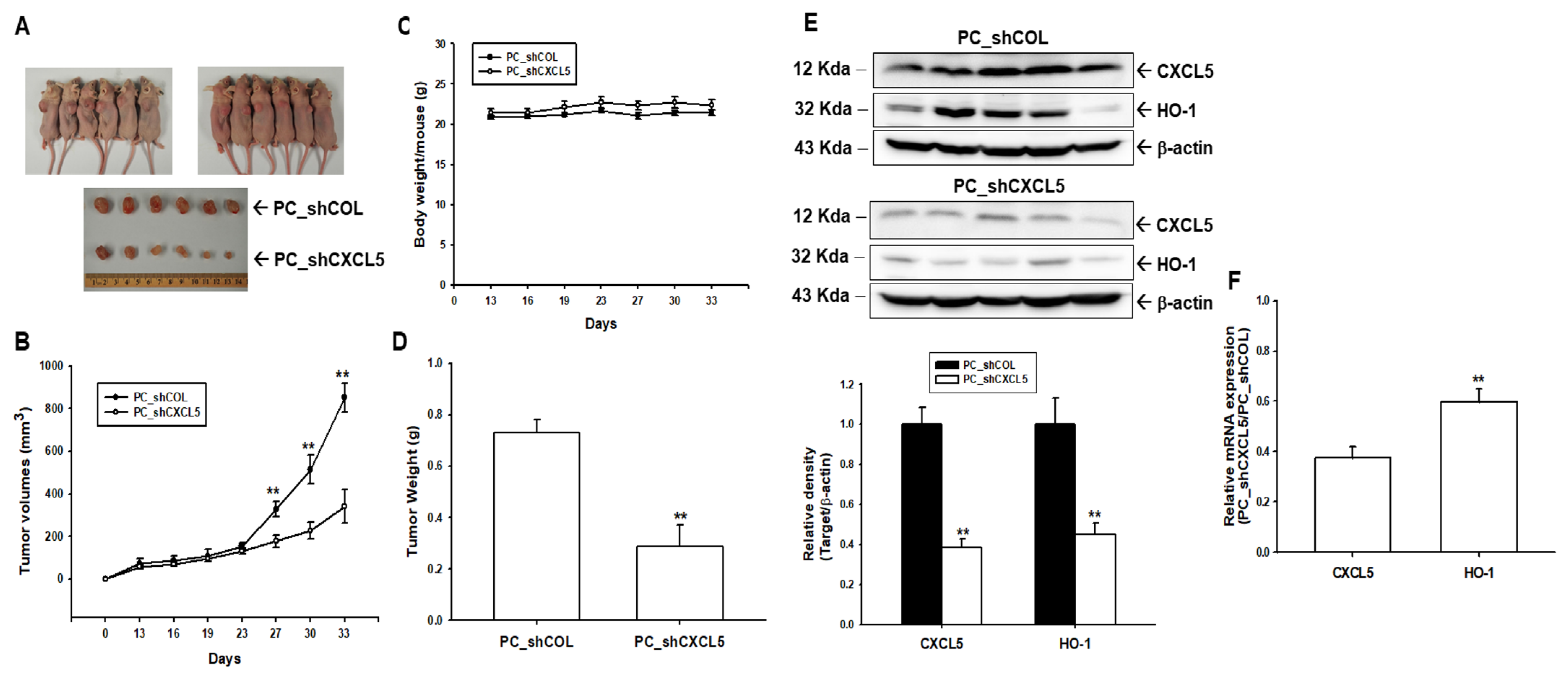 Antioxidants 13 01489 g002 Antioxidants 13 01489 g002