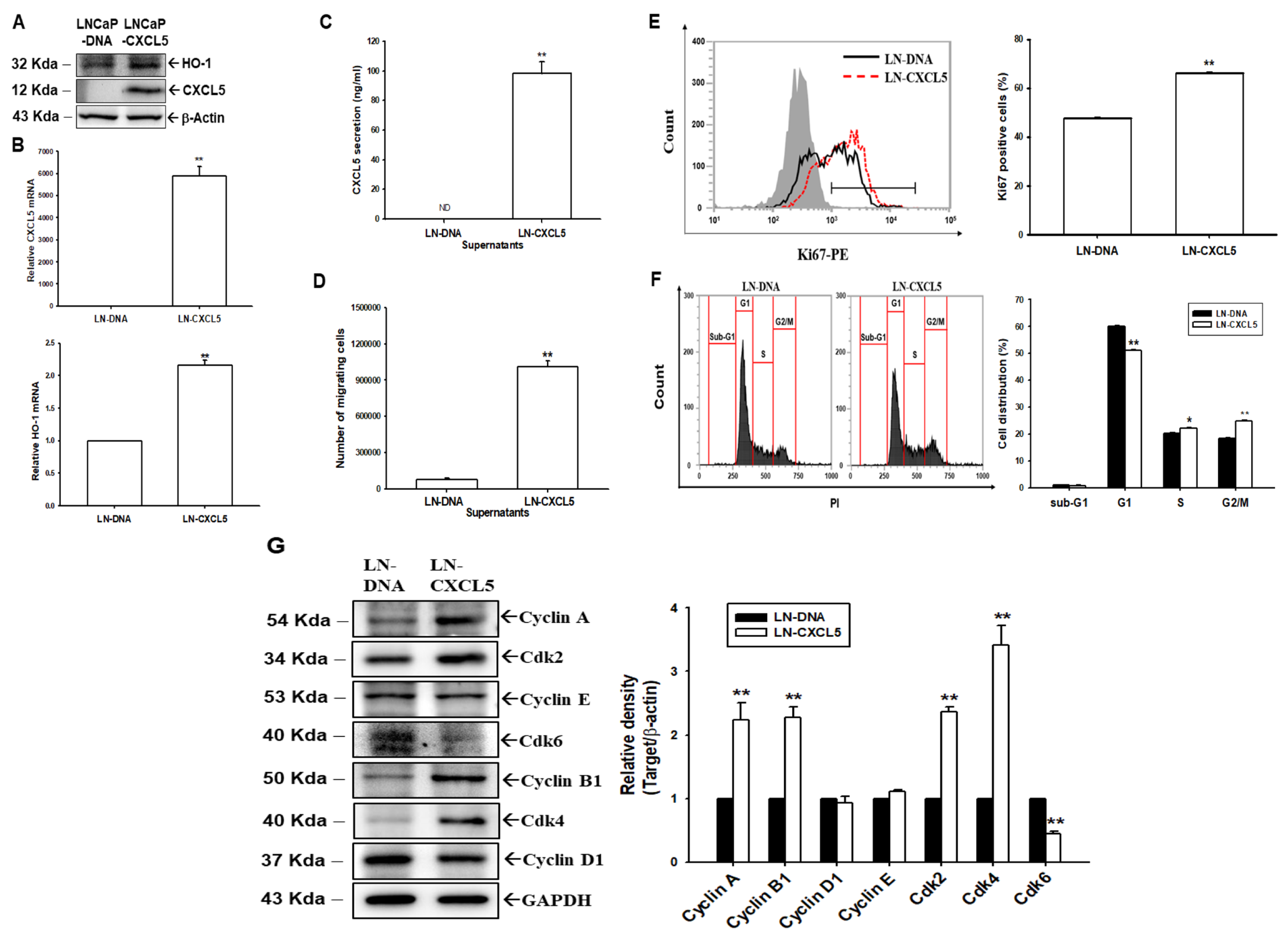 Antioxidants 13 01489 g004 Antioxidants 13 01489 g004