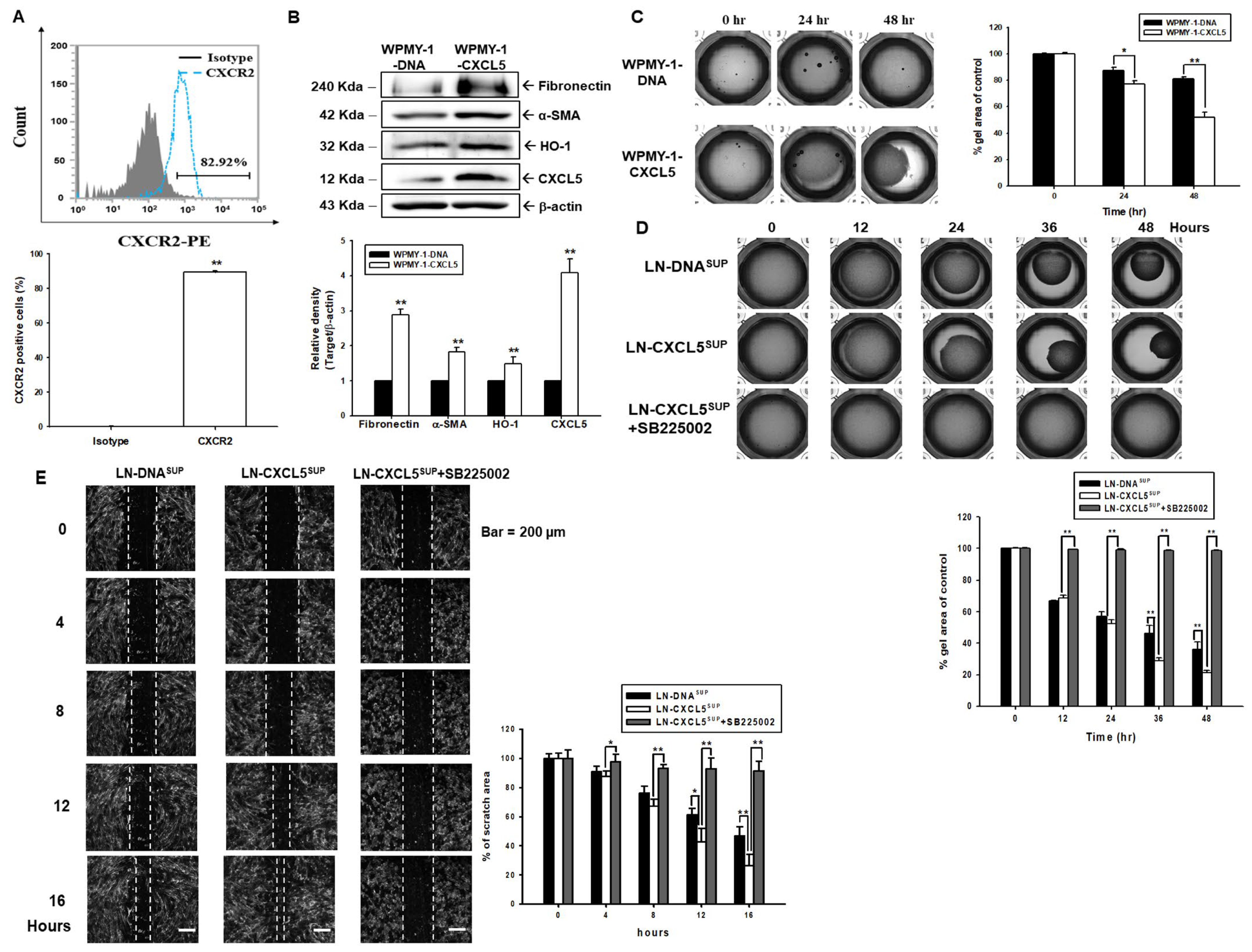 Antioxidants 13 01489 g006 Antioxidants 13 01489 g006