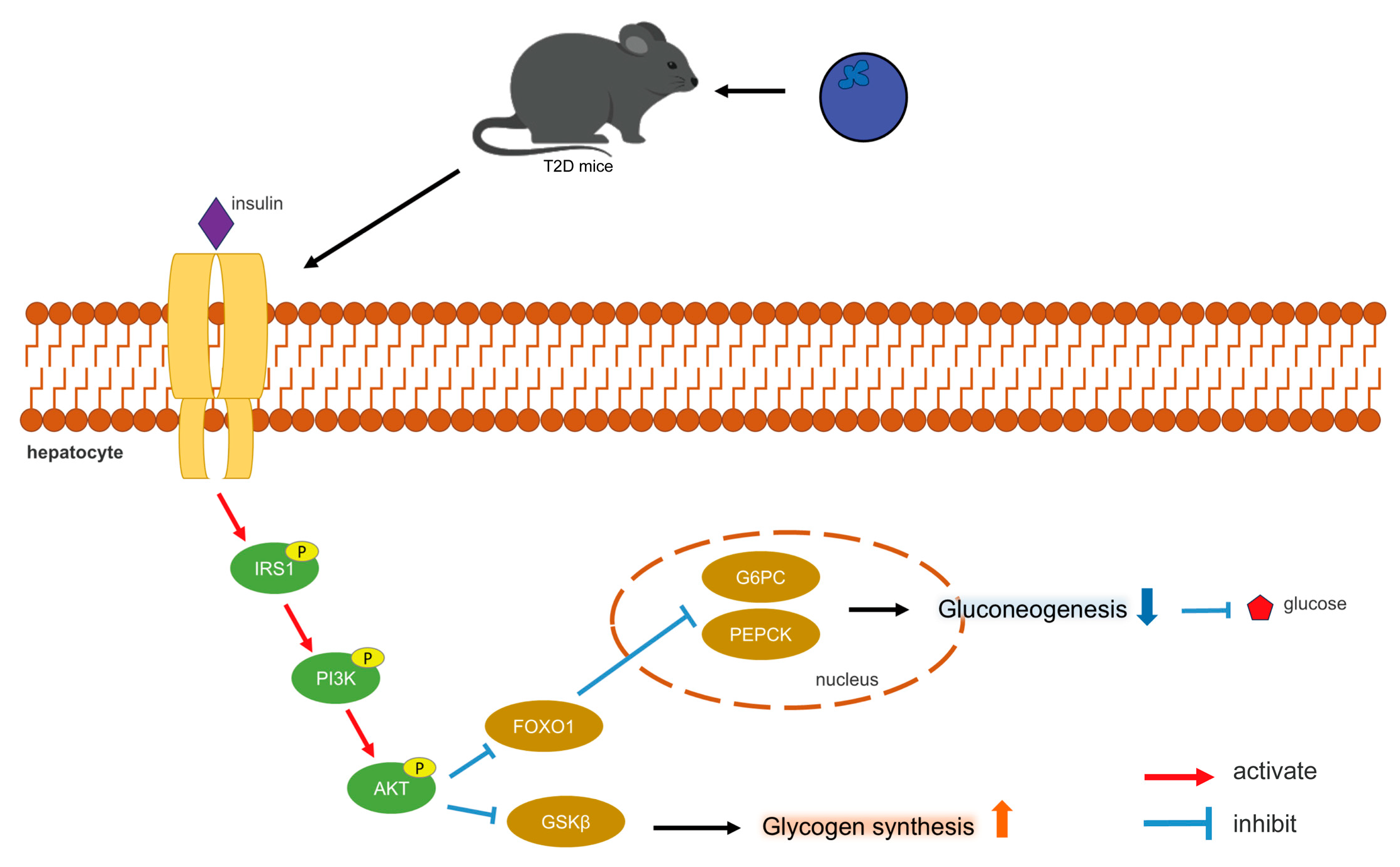 Antioxidants 13 01490 g008