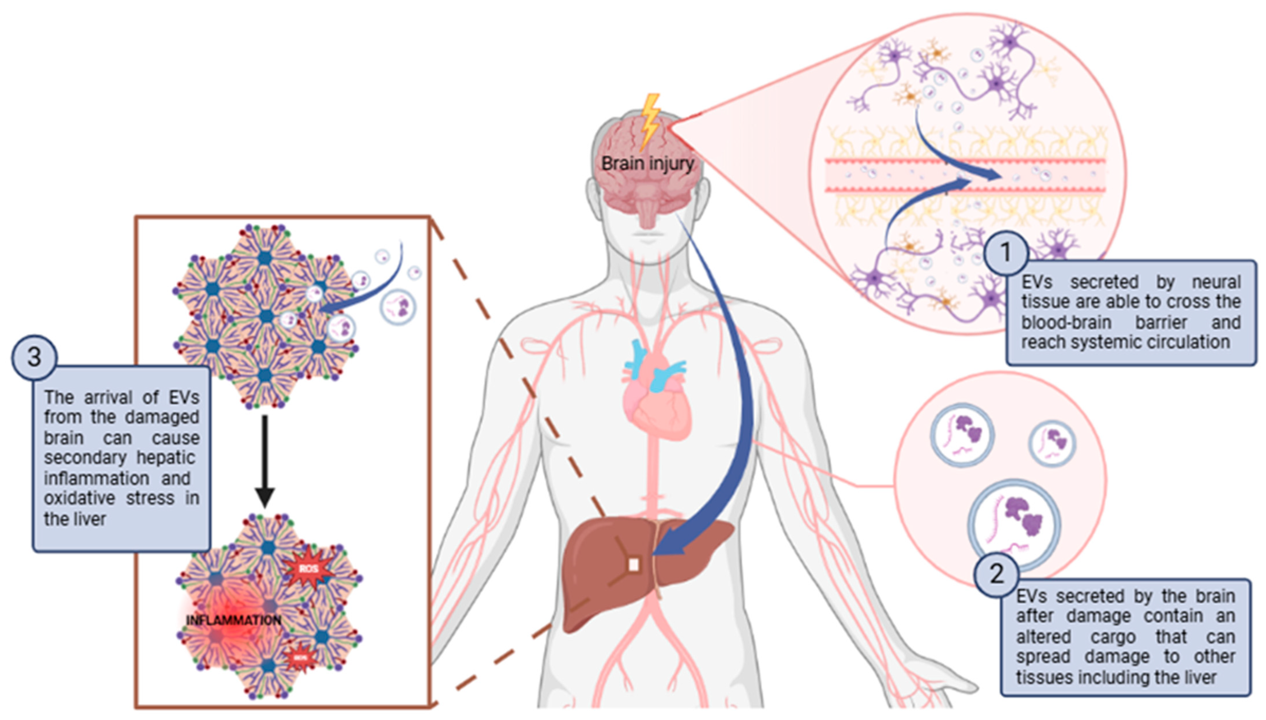 Antioxidants 13 01493 g001